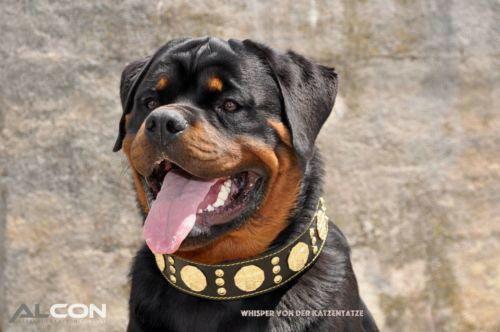 Bestia Maximus Black & Gold Dog Collar | Lamb Leather Padded | Brass Hardware | Handmade in Europe