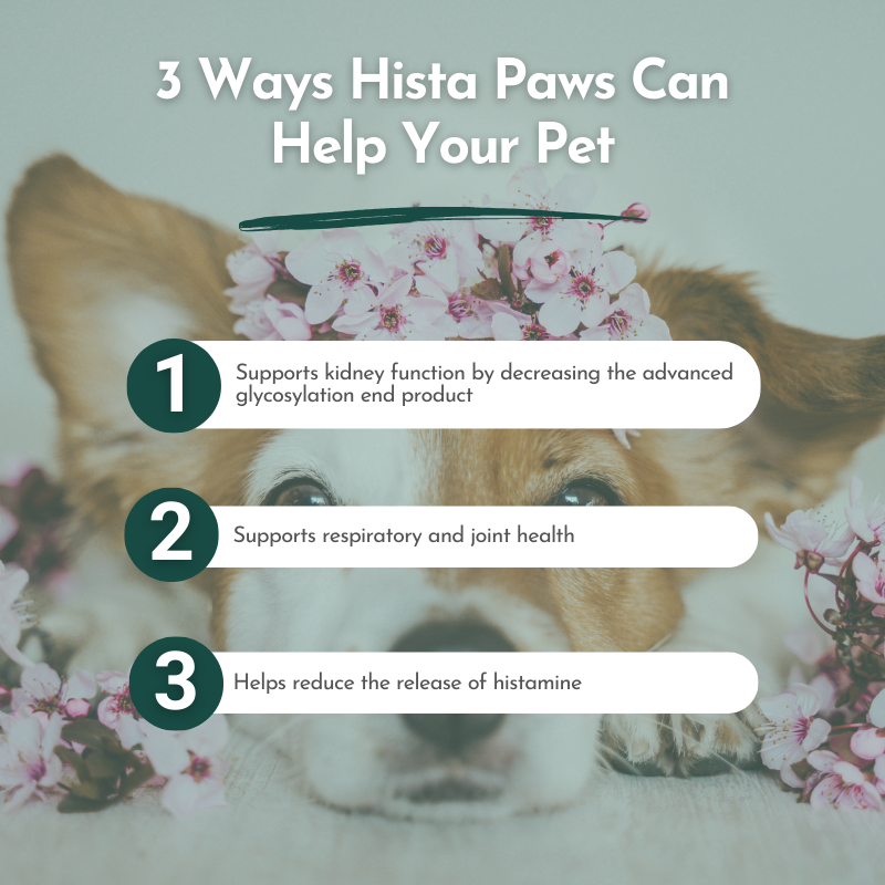 Hista Paws Herbal Allergy Support for Dogs & Cats | Quercetin & Nettle Extract | Plant-Based Capsules