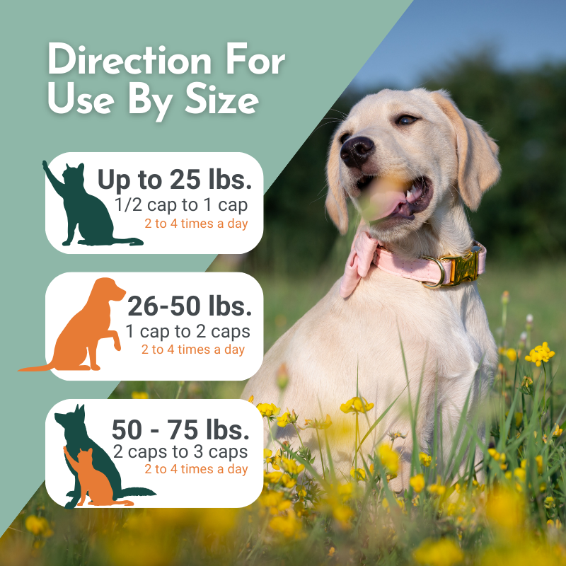 Hista Paws Herbal Allergy Support for Dogs & Cats | Quercetin & Nettle Extract | Plant-Based Capsules