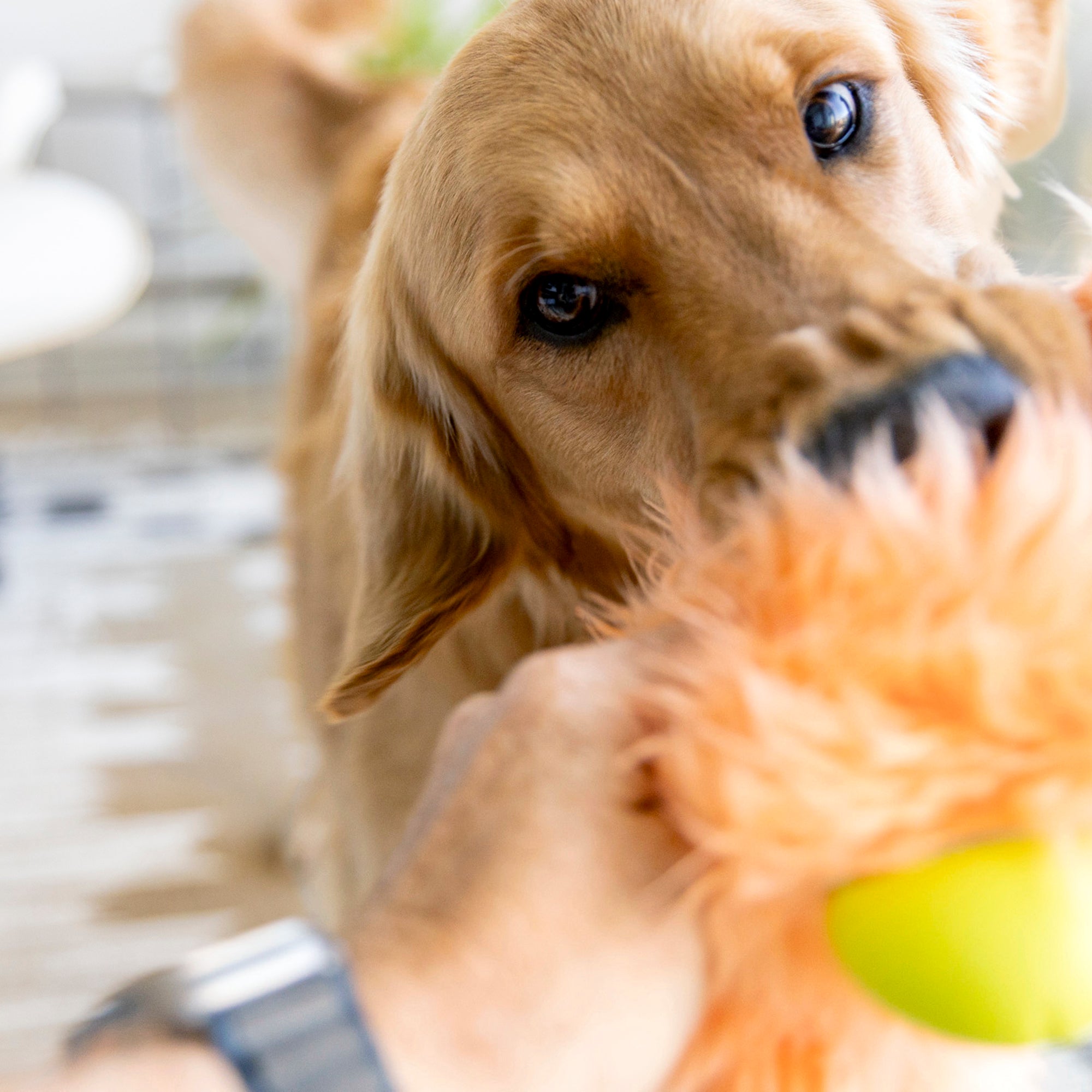West Paw Rowdie Plush Dog Toy | Reinforced Fabric | Chew-Tough Paws | Eco-Friendly
