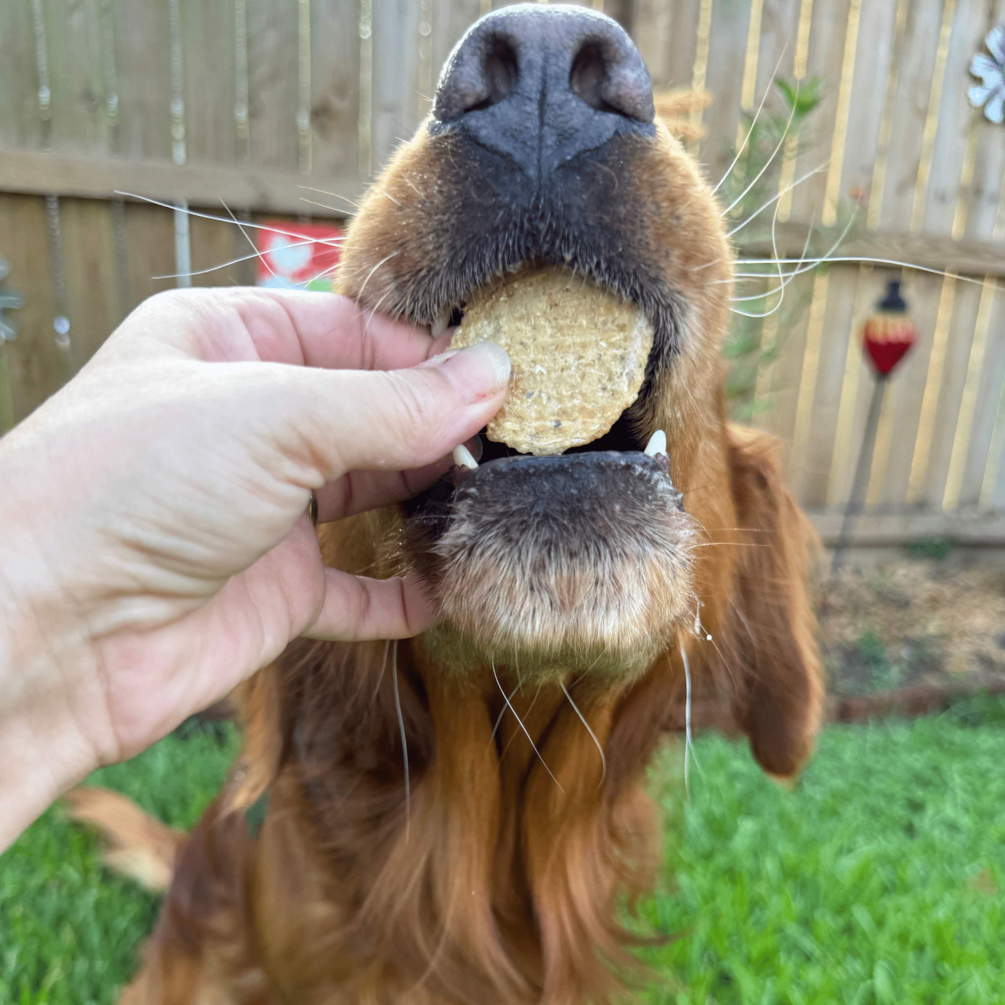 Farm to Pet Fish Chips | Wild-Caught Lake Erie Walleye | Single Ingredient Dog & Cat Treat