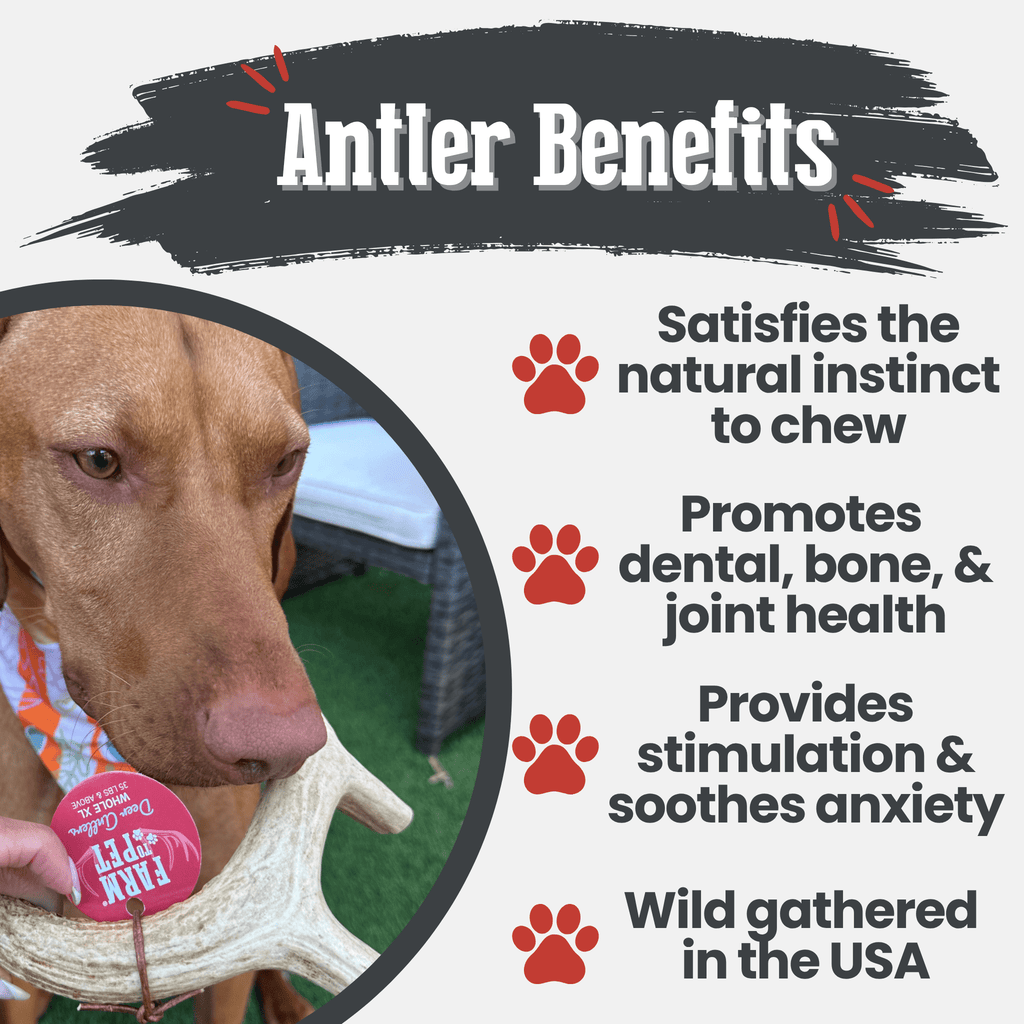 Organic Whole Deer Antler Chews for Large Dogs | Wild-Gathered USA | L & XL Sizes