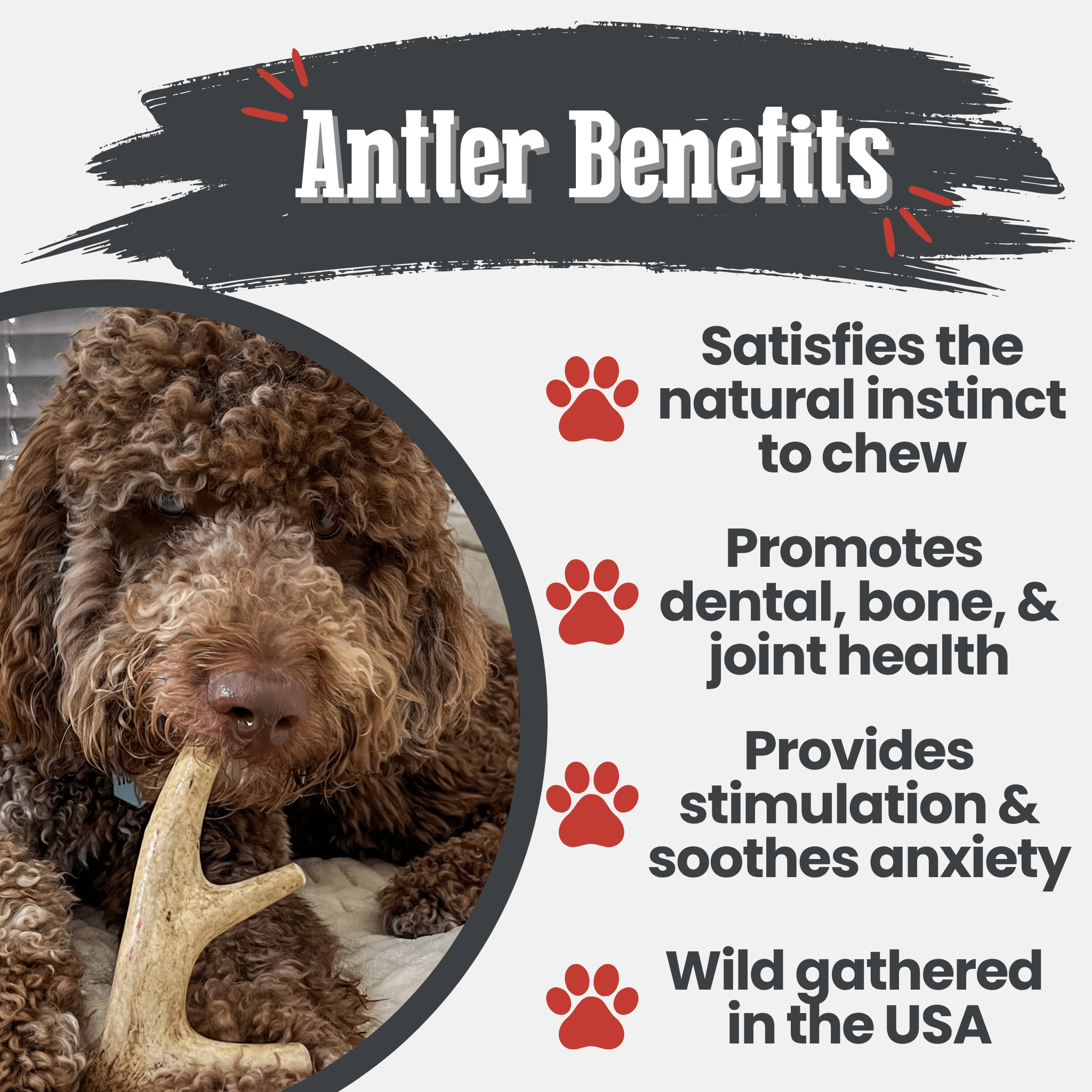Organic Whole Deer Antler Chews for Large Dogs | Wild-Gathered USA | L & XL Sizes