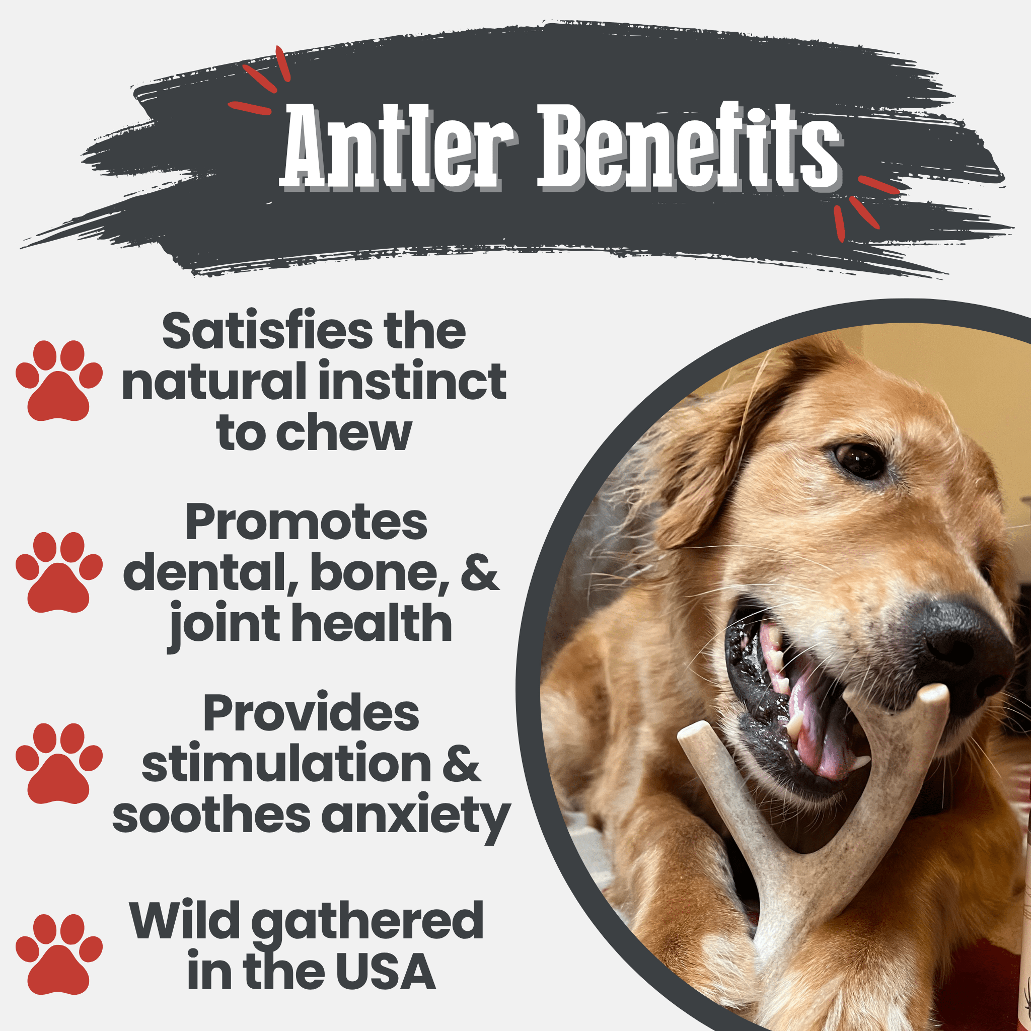 Organic Whole Deer Antler Chews for Large Dogs | Wild-Gathered USA | L & XL Sizes