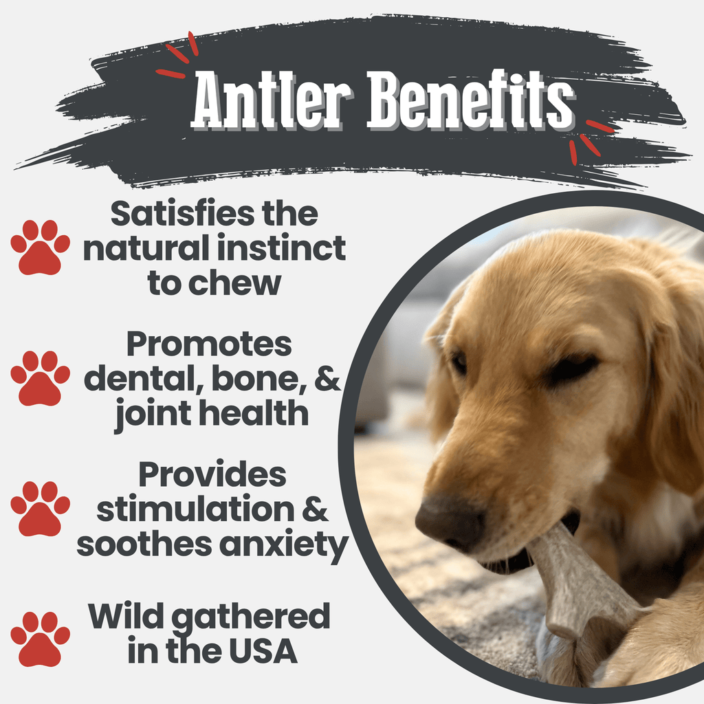 Organic Whole Deer Antler Chews for Large Dogs | Wild-Gathered USA | L & XL Sizes