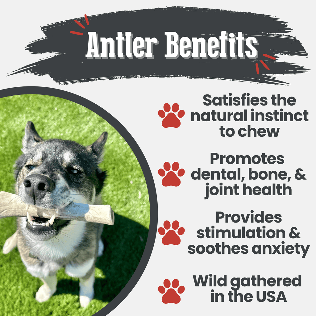 Organic Reindeer Antler Chews for Dogs | Wild-Gathered Alaska | Whole & Split | S, M, L