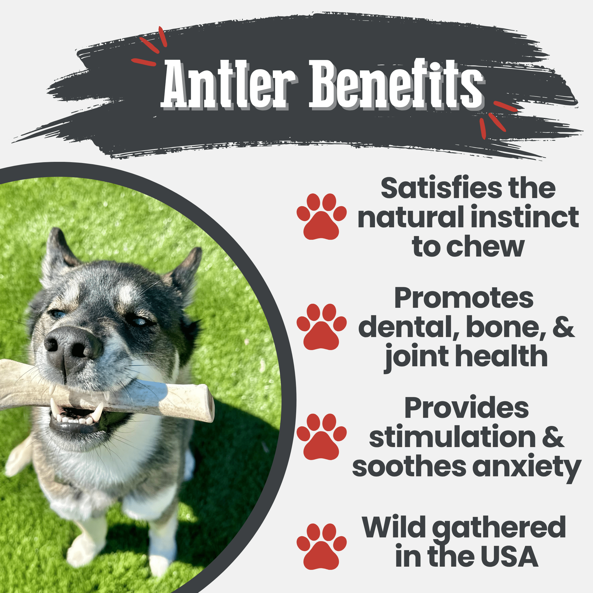 Organic Reindeer Antler Chews for Dogs | Wild-Gathered Alaska | Whole & Split | S, M, L