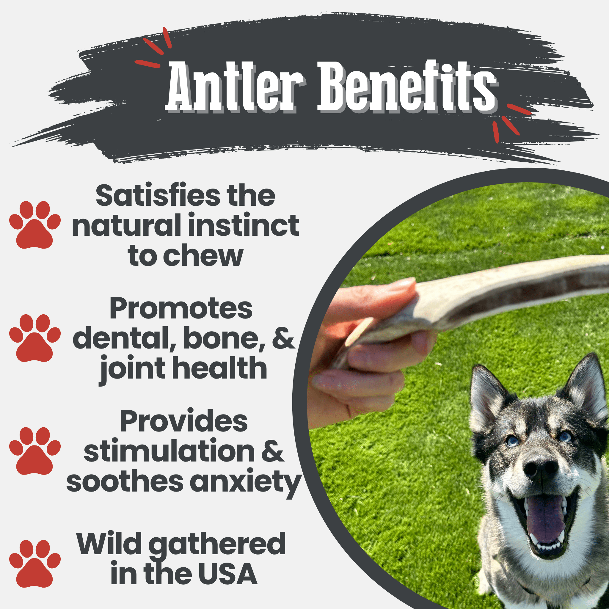 Organic Reindeer Antler Chews for Dogs | Wild-Gathered Alaska | Whole & Split | S, M, L