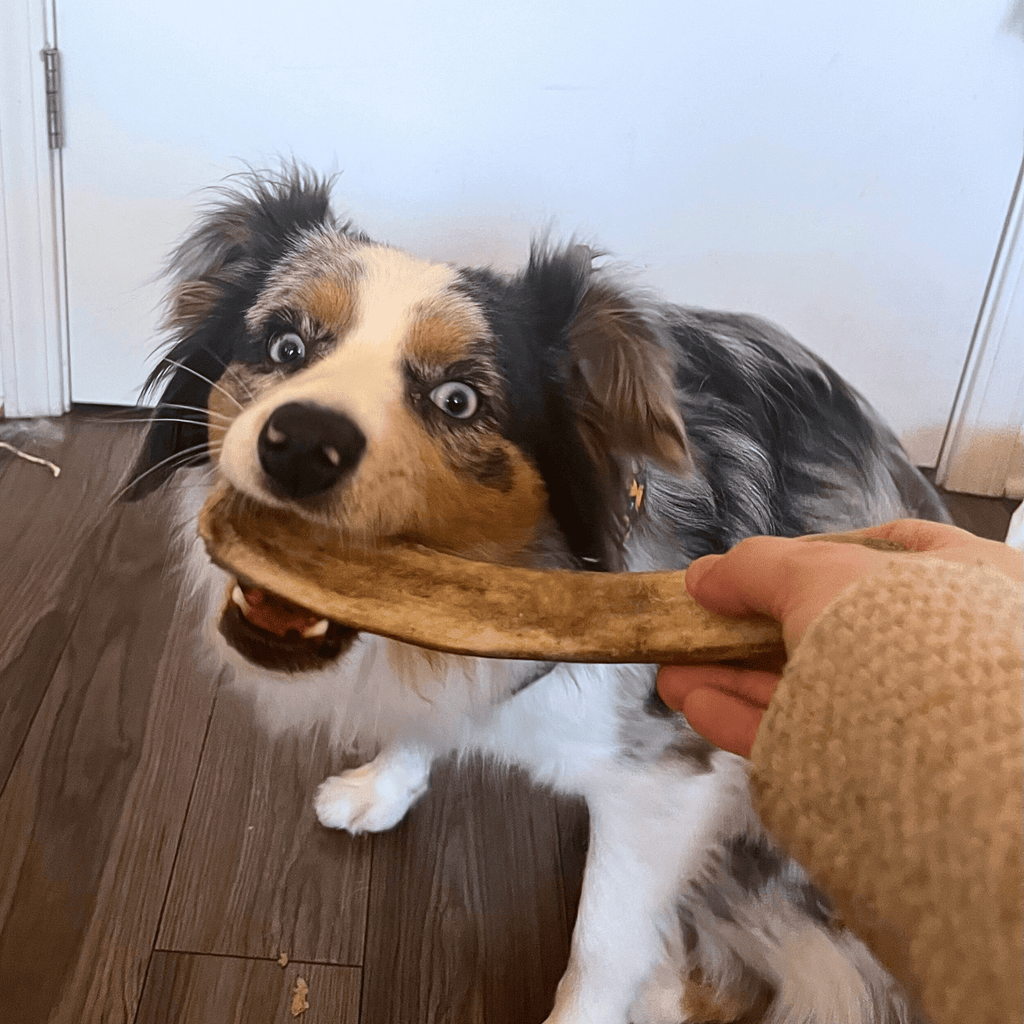 Organic Reindeer Antler Chews for Dogs | Wild-Gathered Alaska | Whole & Split | S, M, L