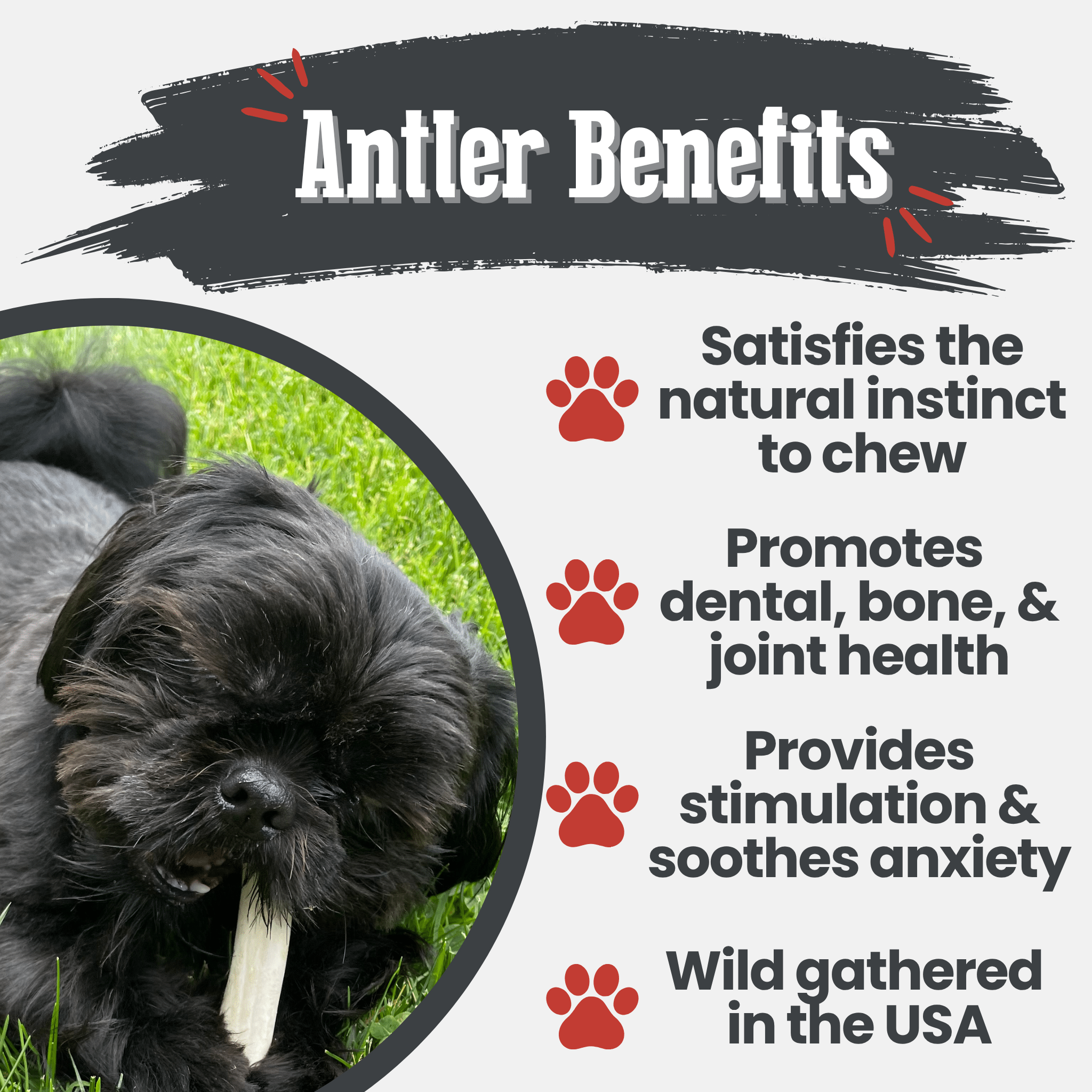 Organic Reindeer Antler Chews for Dogs | Wild-Gathered Alaska | Whole & Split | S, M, L