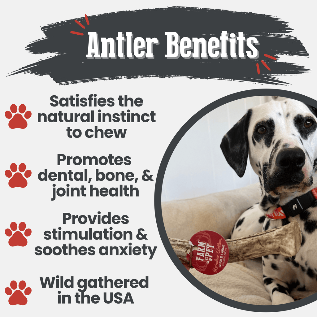 Organic Reindeer Antler Chews for Dogs | Wild-Gathered Alaska | Whole & Split | S, M, L
