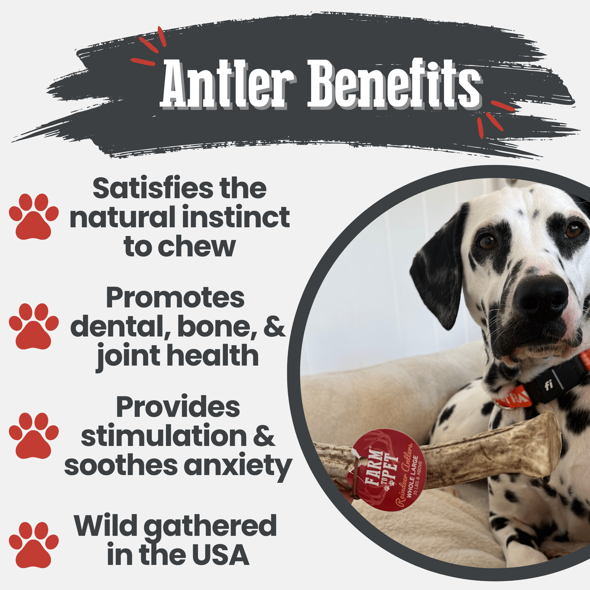 Organic Reindeer Antler Chews for Dogs | Wild-Gathered Alaska | Whole & Split | S, M, L