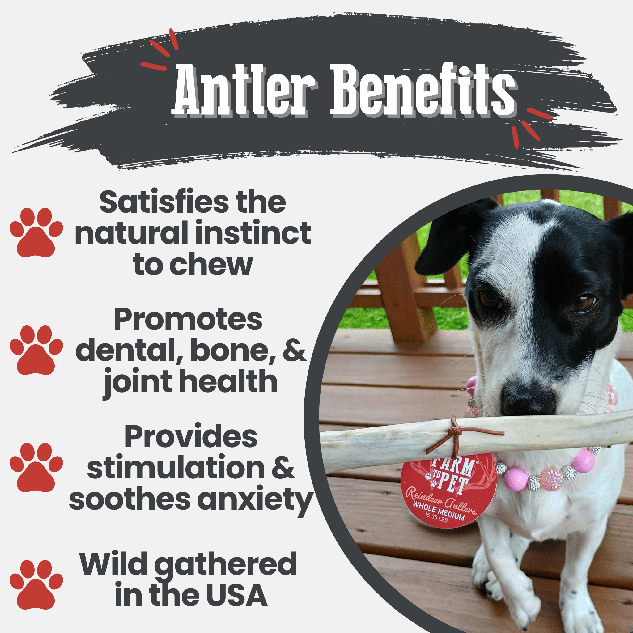 Organic Reindeer Antler Chews for Dogs | Wild-Gathered Alaska | Whole & Split | S, M, L