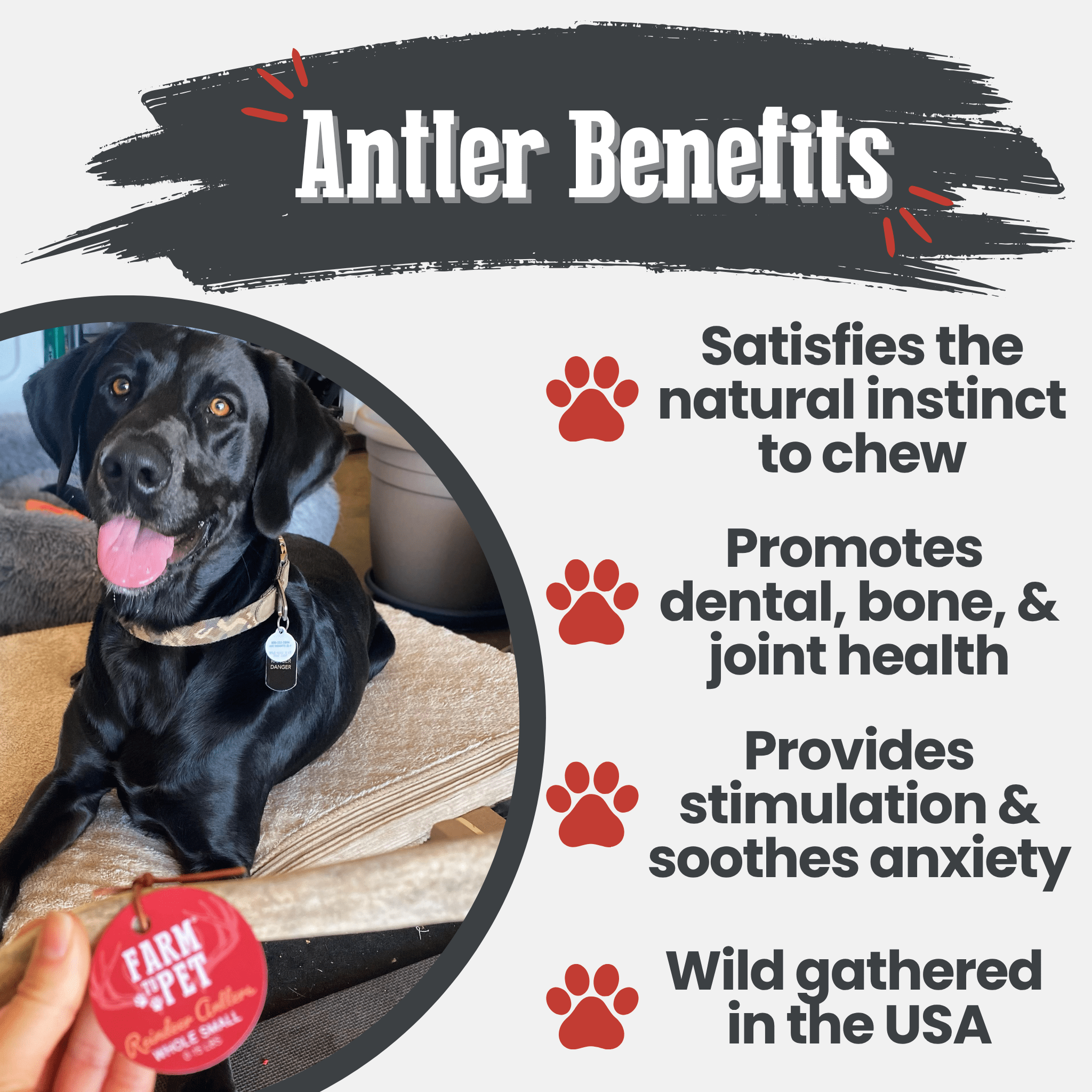 Organic Reindeer Antler Chews for Dogs | Wild-Gathered Alaska | Whole & Split | S, M, L