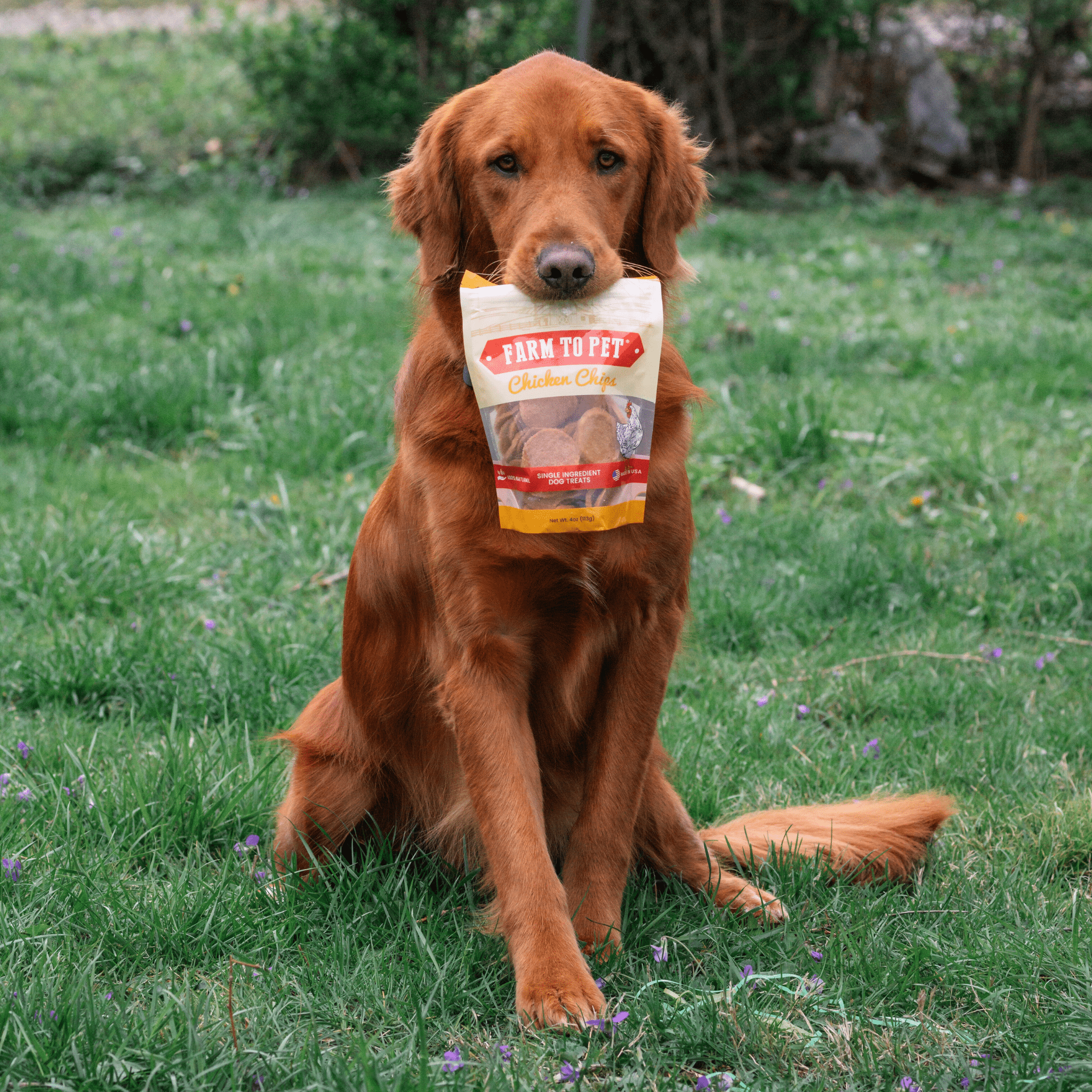 Farm to Pet Chicken Chips Dog Treats | Single Ingredient | Human-Grade | Made in USA