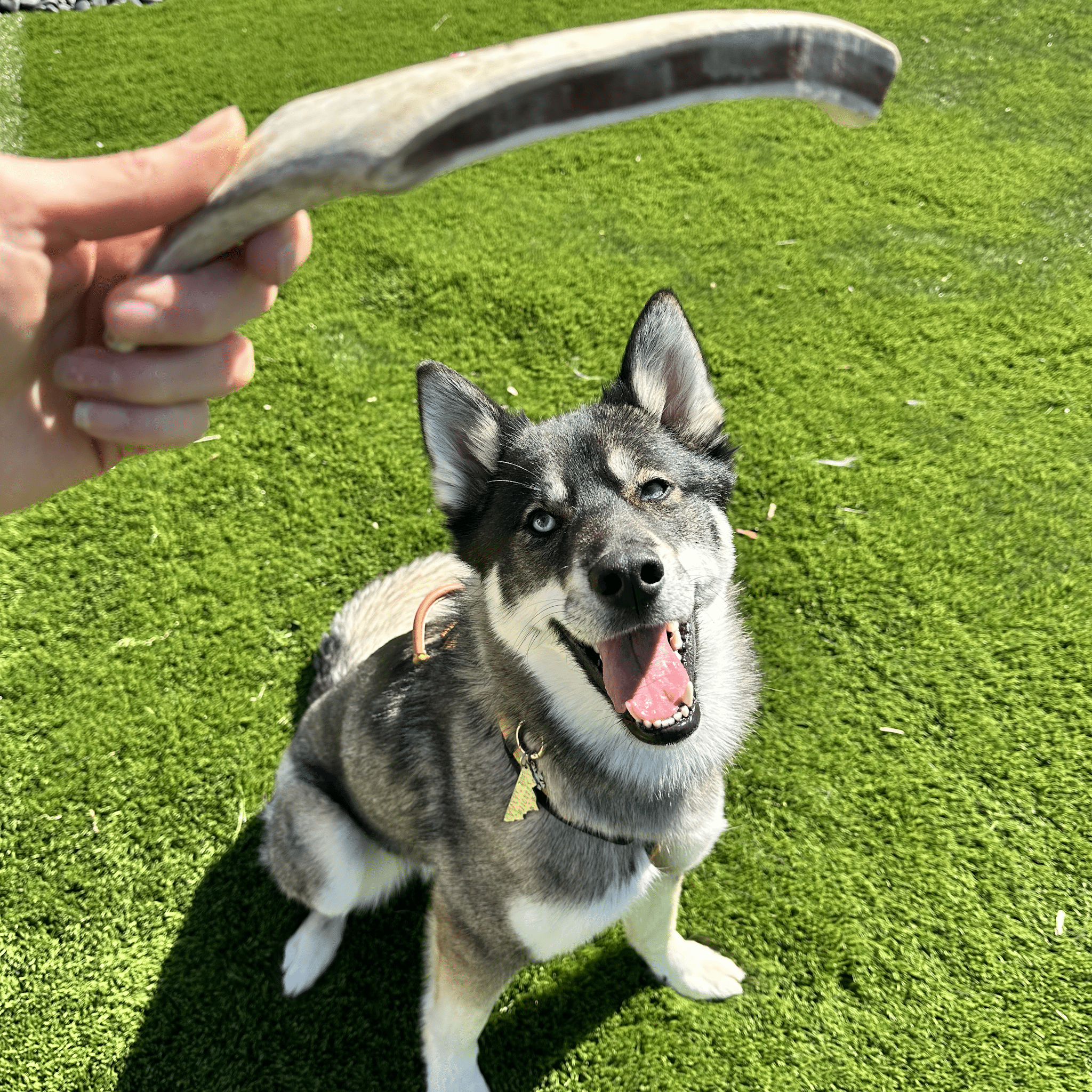 Organic Reindeer Antler Chews for Dogs | Wild-Gathered Alaska | Whole & Split | S, M, L