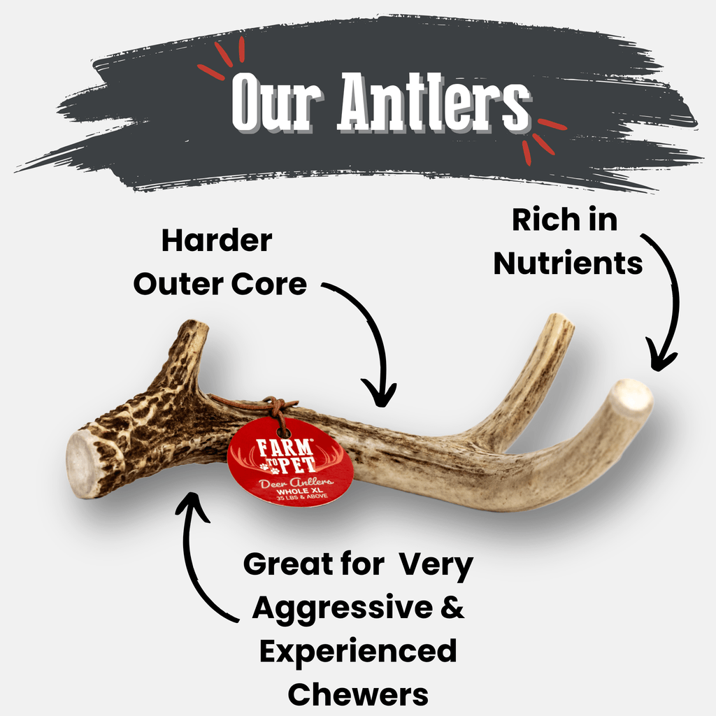 Organic Whole Deer Antler Chews for Large Dogs | Wild-Gathered USA | L & XL Sizes