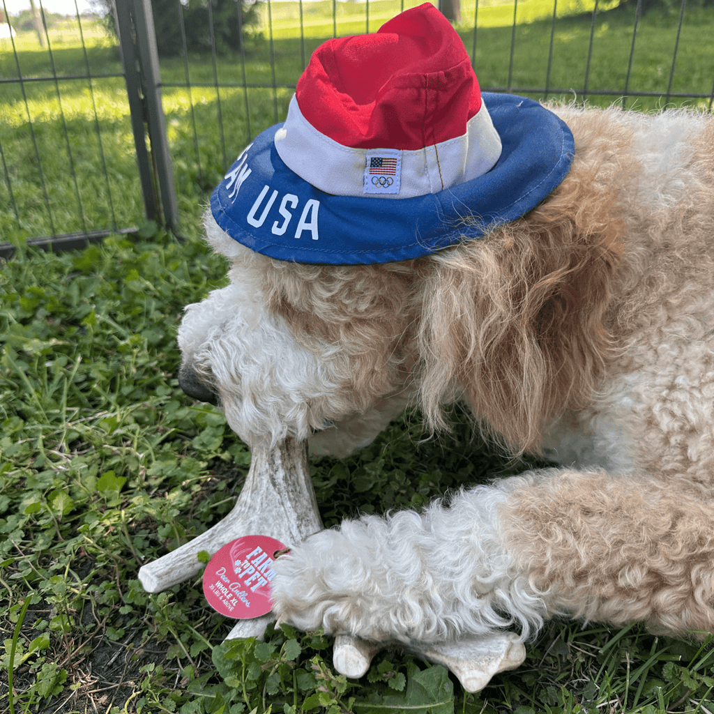 Organic Whole Deer Antler Chews for Large Dogs | Wild-Gathered USA | L & XL Sizes