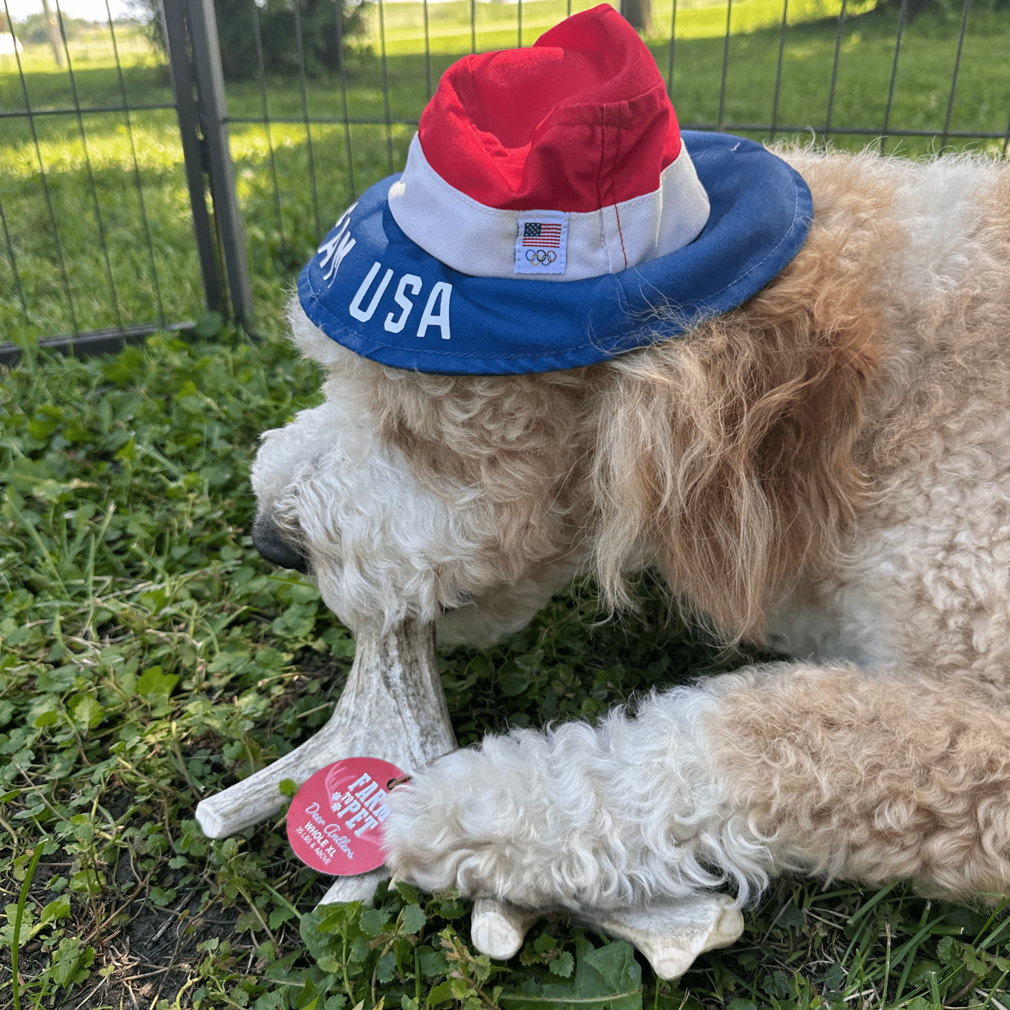 Organic Whole Deer Antler Chews for Large Dogs | Wild-Gathered USA | L & XL Sizes