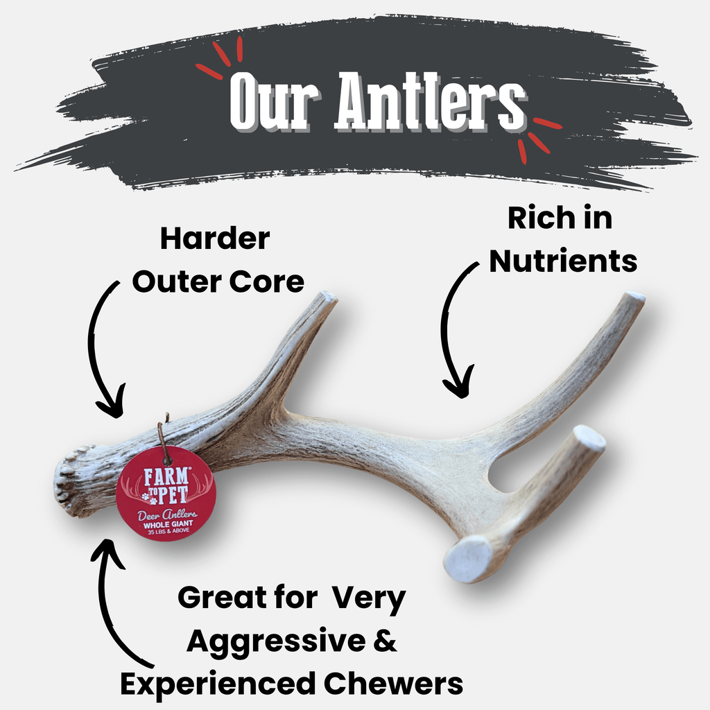 Organic Whole Deer Antler Chews for Large Dogs | Wild-Gathered USA | L & XL Sizes