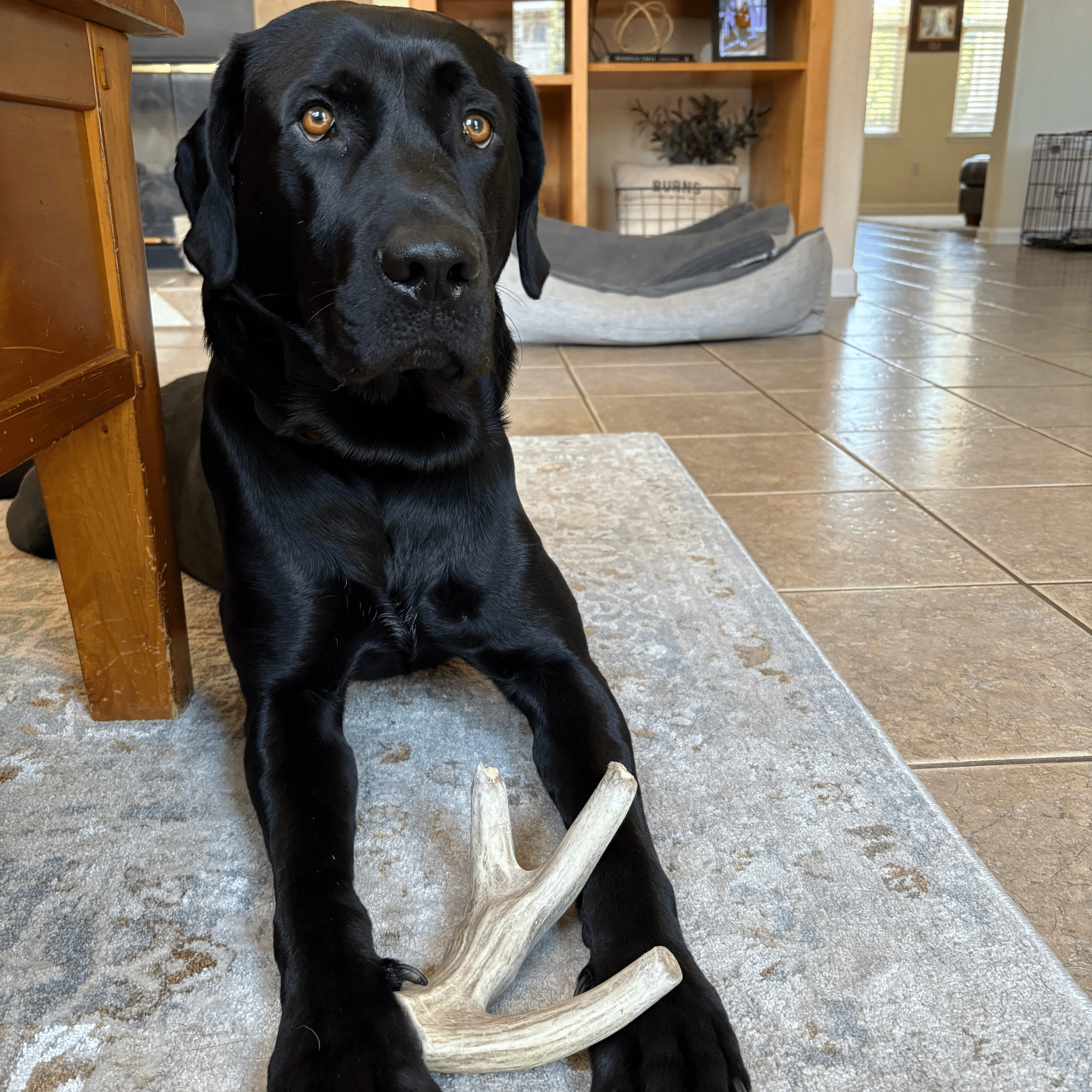 Organic Whole Deer Antler Chews for Large Dogs | Wild-Gathered USA | L & XL Sizes