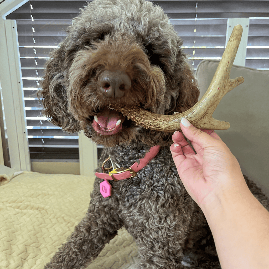 Organic Whole Deer Antler Chews for Large Dogs | Wild-Gathered USA | L & XL Sizes