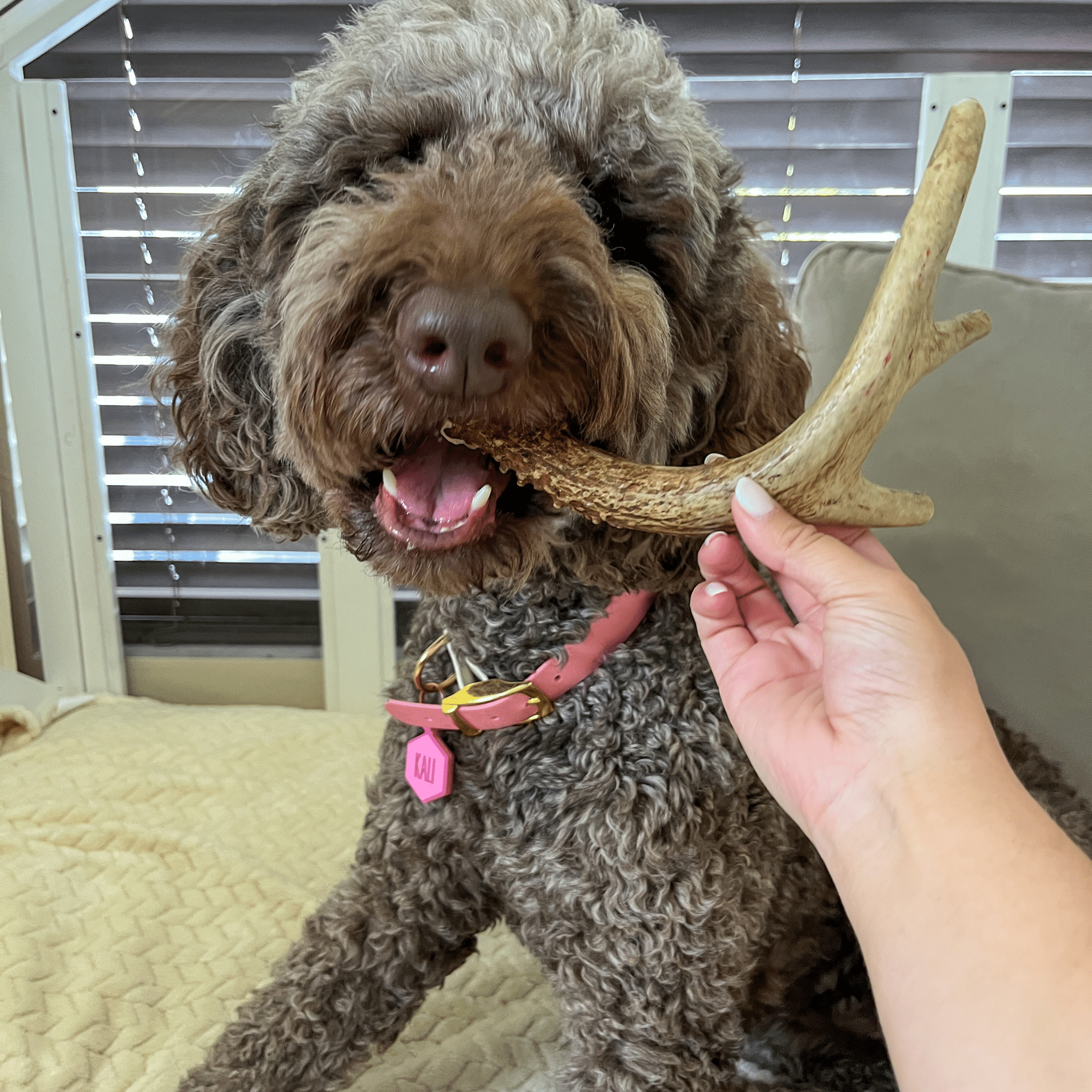 Organic Whole Deer Antler Chews for Large Dogs | Wild-Gathered USA | L & XL Sizes