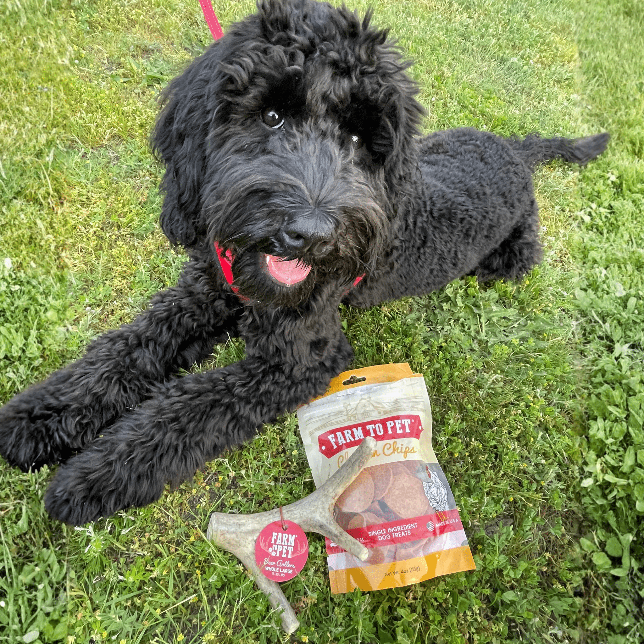 Organic Whole Deer Antler Chews for Large Dogs | Wild-Gathered USA | L & XL Sizes