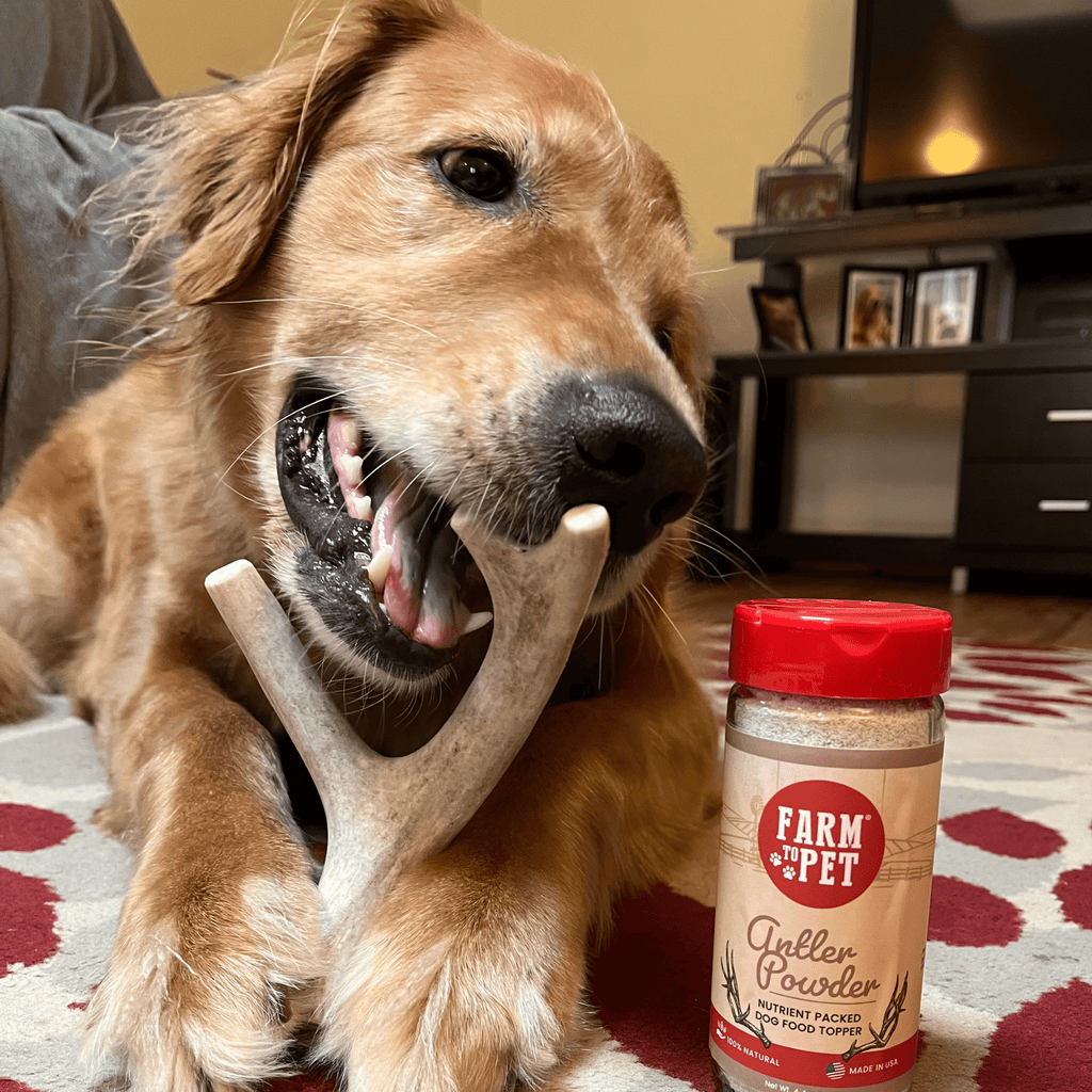 Organic Whole Deer Antler Chews for Large Dogs | Wild-Gathered USA | L & XL Sizes