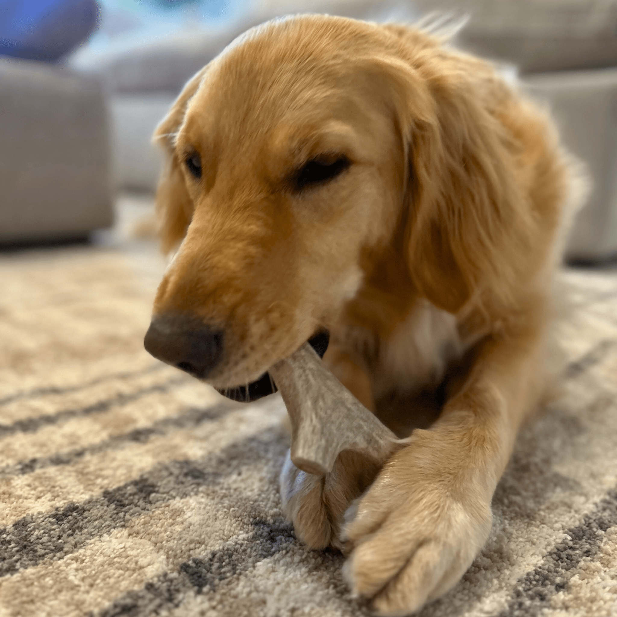 Organic Whole Deer Antler Chews for Large Dogs | Wild-Gathered USA | L & XL Sizes