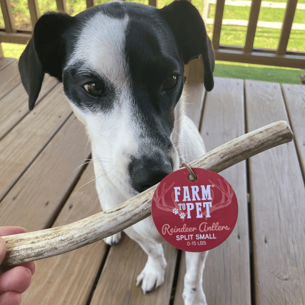 Organic Reindeer Antler Chews for Dogs | Wild-Gathered Alaska | Whole & Split | S, M, L