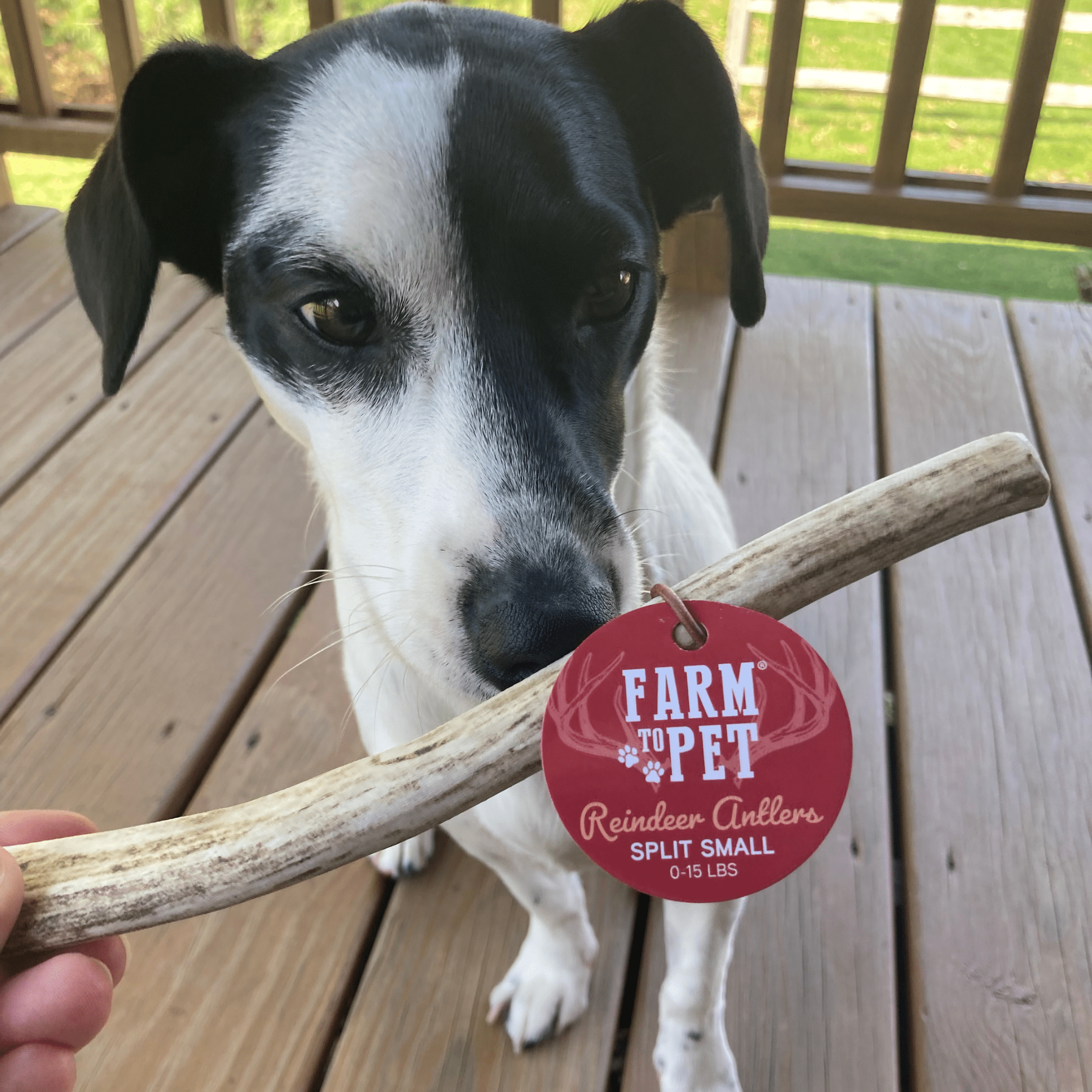 Organic Reindeer Antler Chews for Dogs | Wild-Gathered Alaska | Whole & Split | S, M, L