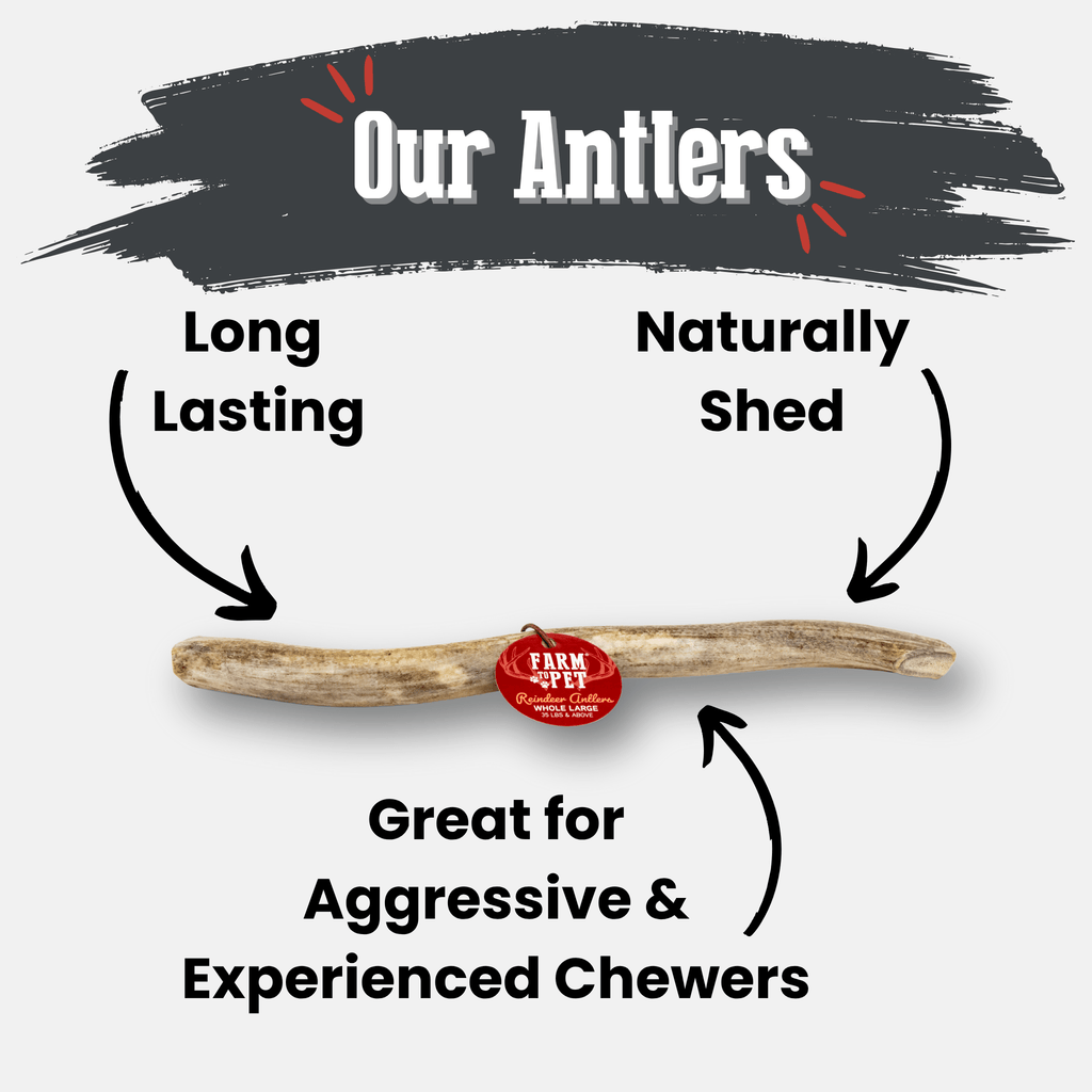 Organic Reindeer Antler Chews for Dogs | Wild-Gathered Alaska | Whole & Split | S, M, L