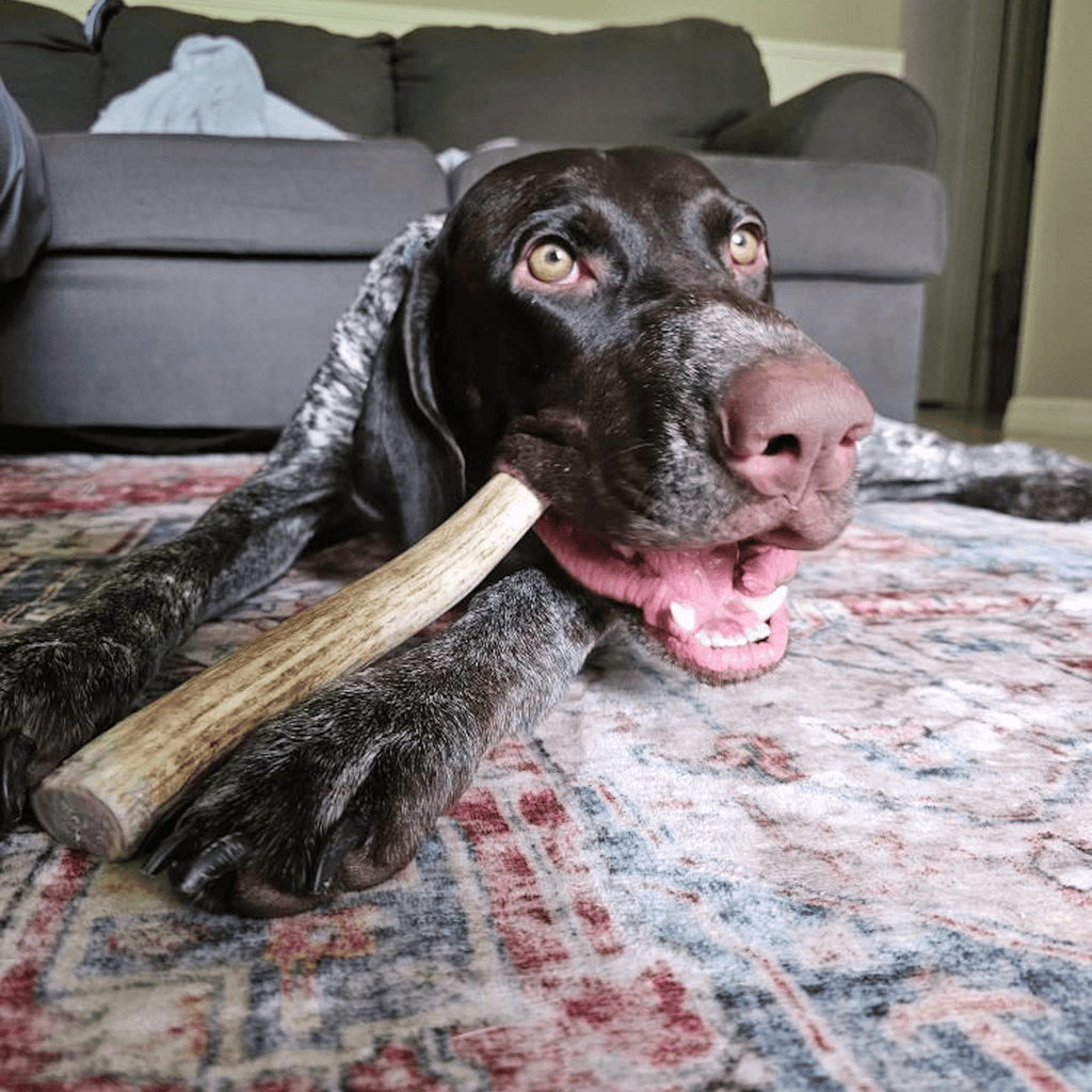 Organic Reindeer Antler Chews for Dogs | Wild-Gathered Alaska | Whole & Split | S, M, L