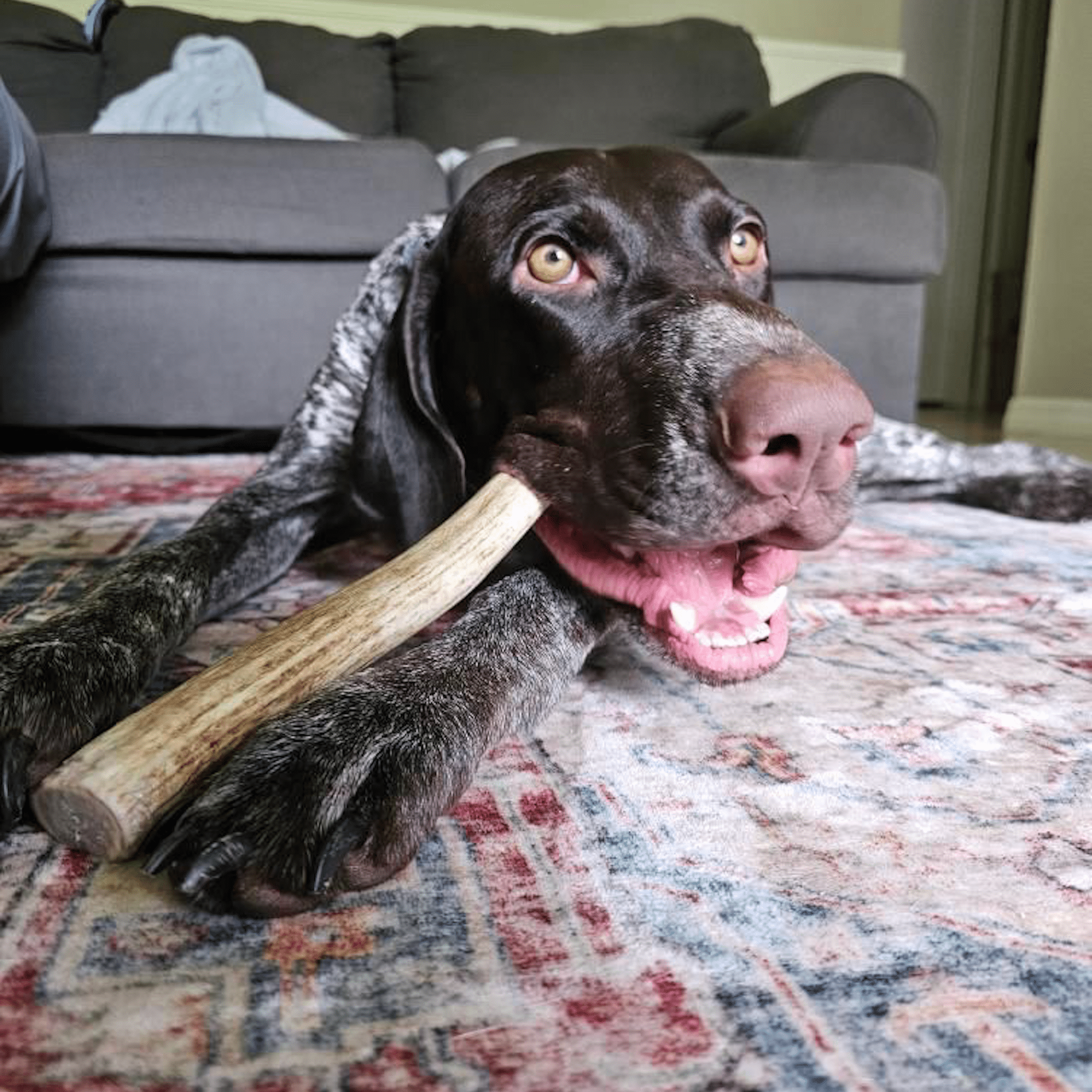 Organic Reindeer Antler Chews for Dogs | Wild-Gathered Alaska | Whole & Split | S, M, L