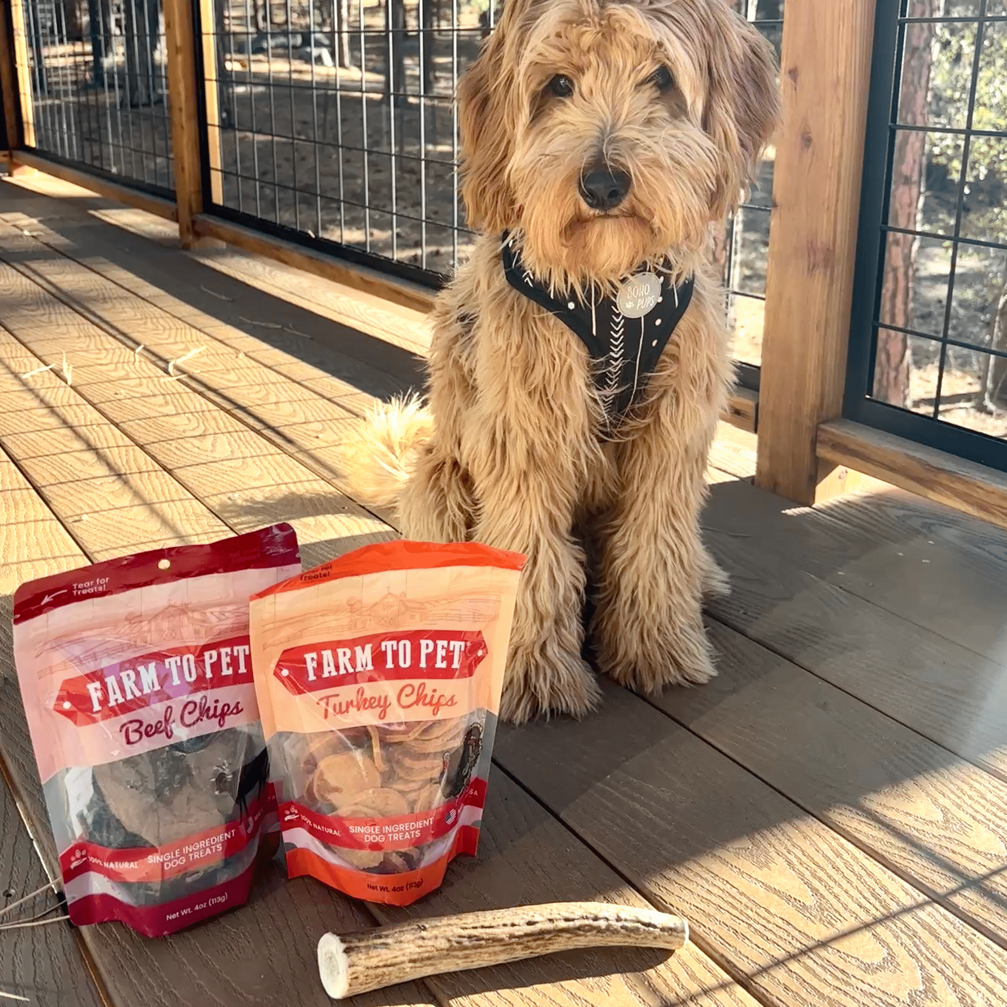 Organic Reindeer Antler Chews for Dogs | Wild-Gathered Alaska | Whole & Split | S, M, L
