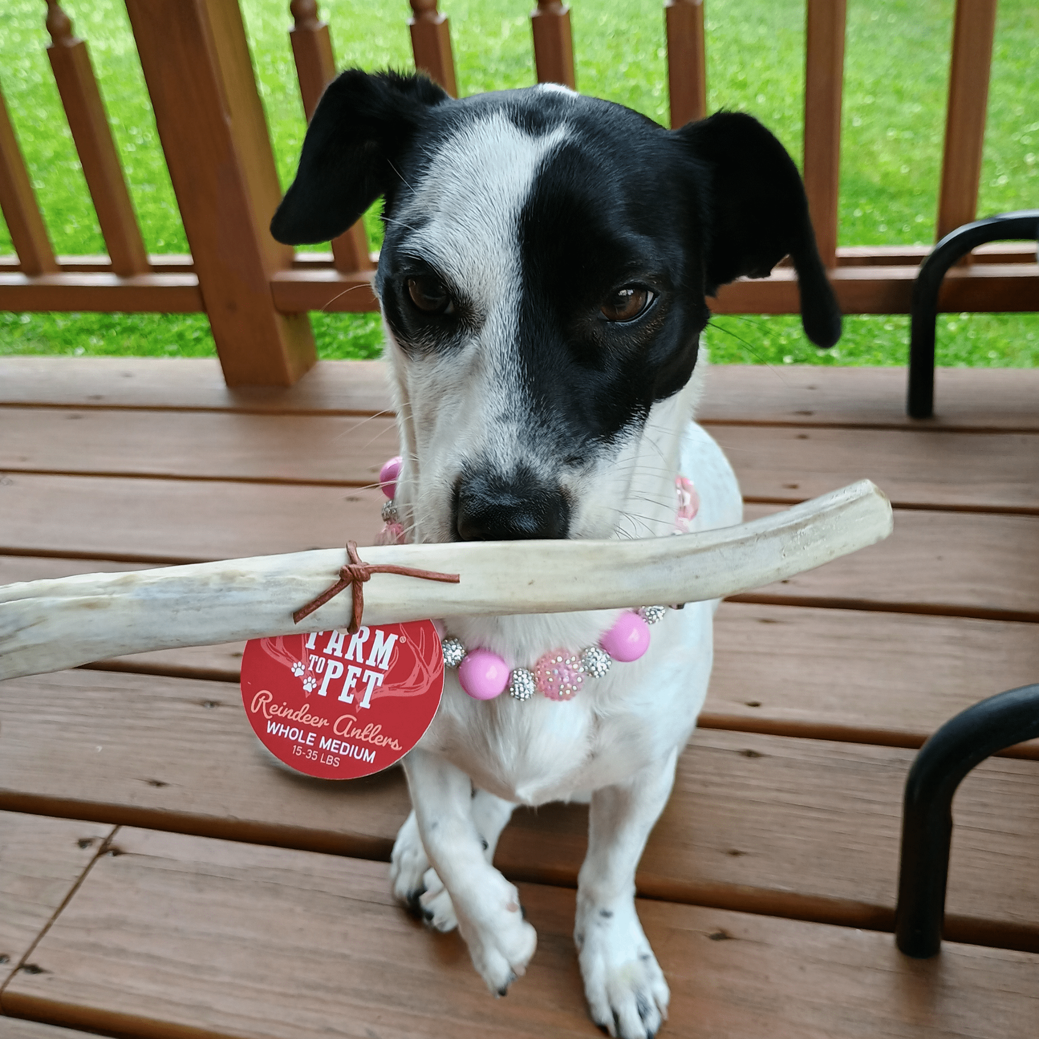 Organic Reindeer Antler Chews for Dogs | Wild-Gathered Alaska | Whole & Split | S, M, L