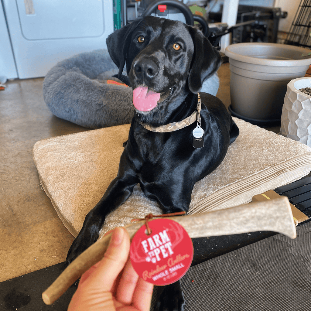 Organic Reindeer Antler Chews for Dogs | Wild-Gathered Alaska | Whole & Split | S, M, L