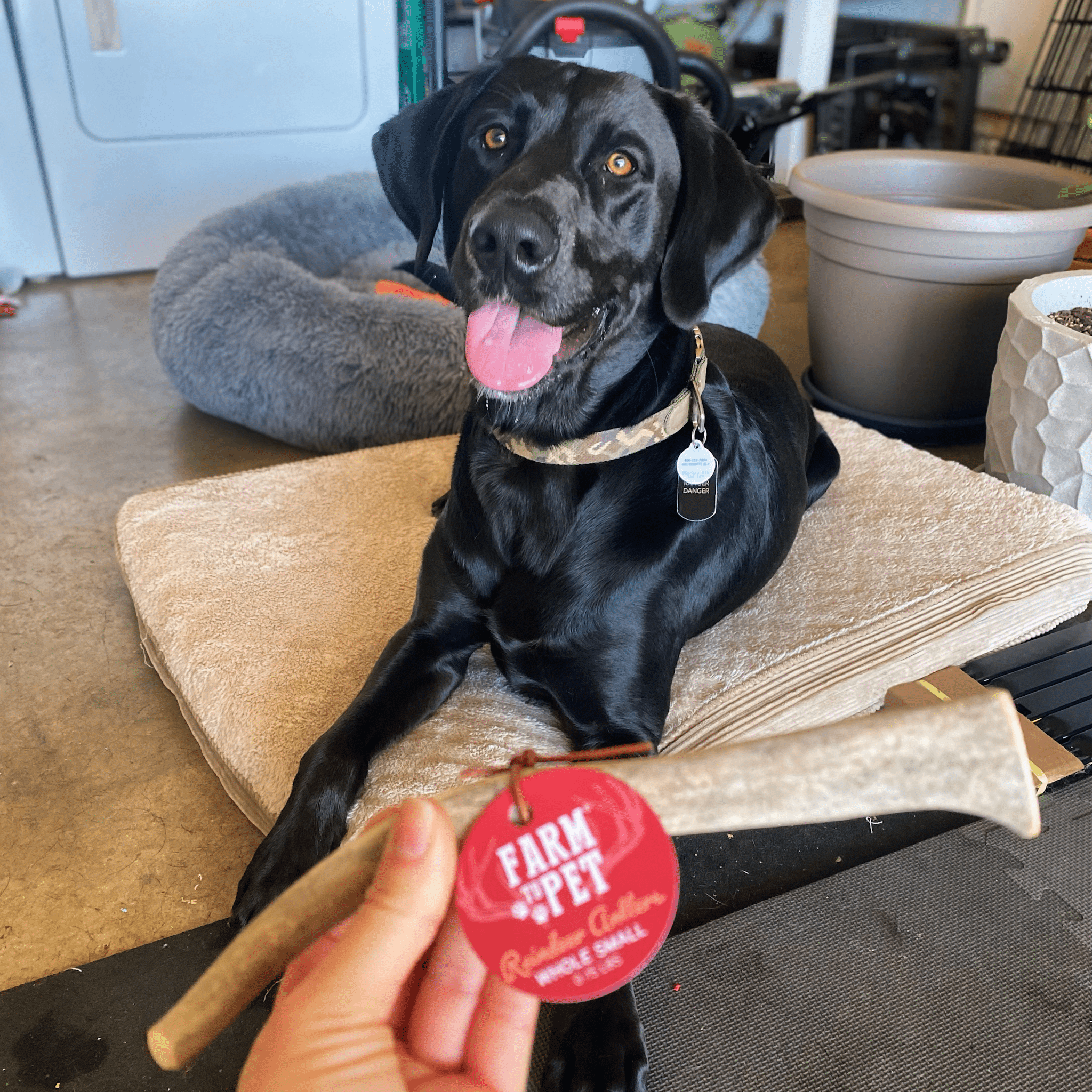 Organic Reindeer Antler Chews for Dogs | Wild-Gathered Alaska | Whole & Split | S, M, L