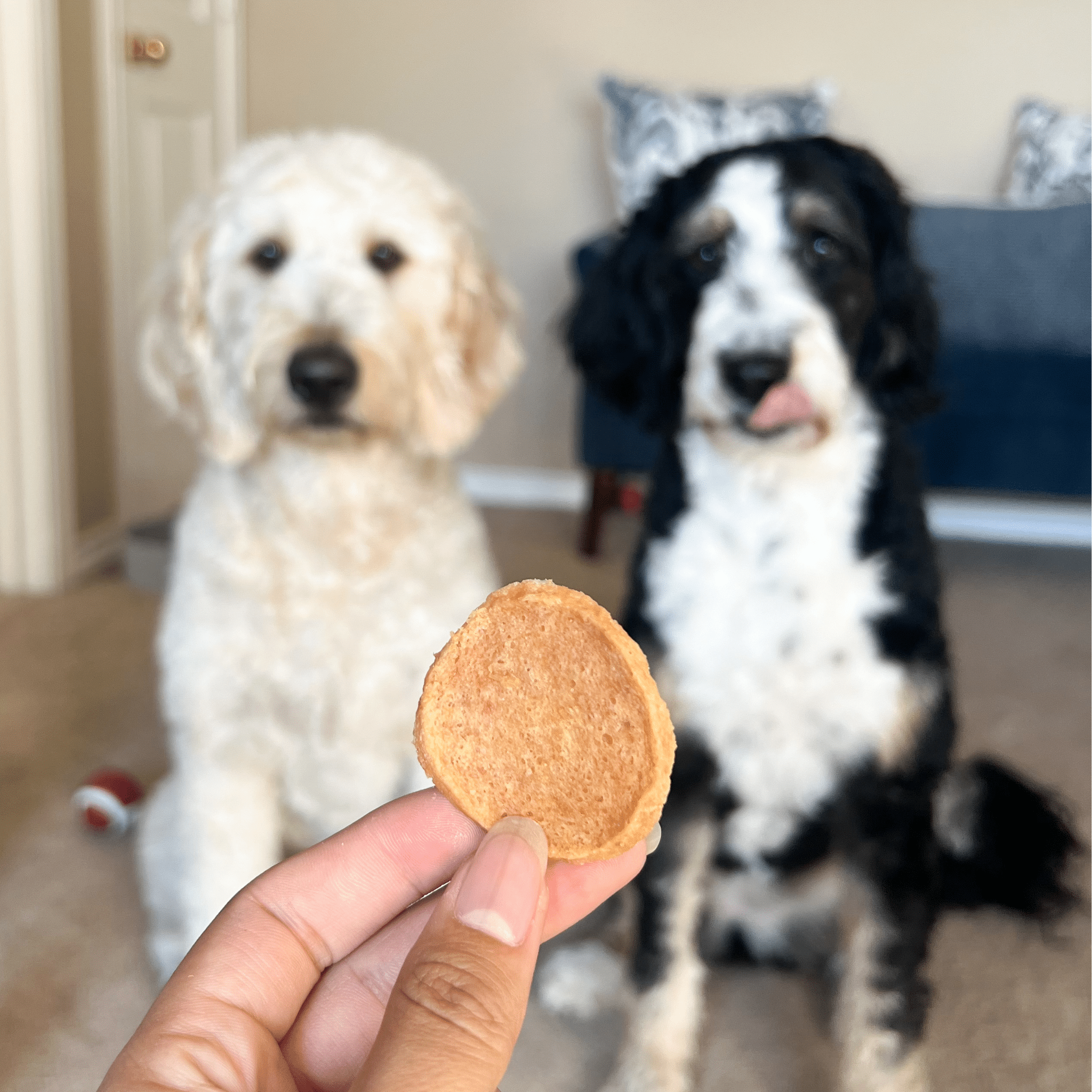 Farm to Pet Chicken Chips Dog Treats | Single Ingredient | Human-Grade | Made in USA