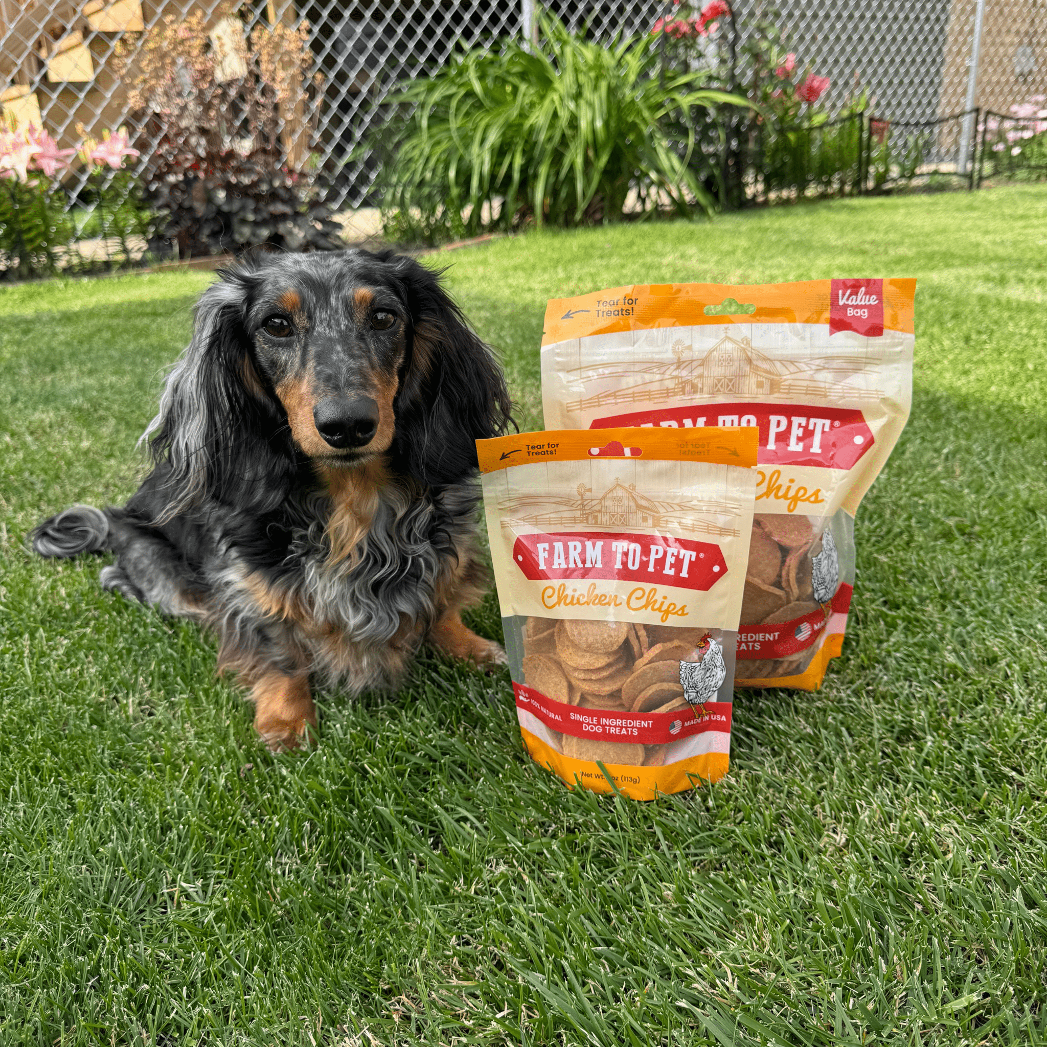 Farm to Pet Chicken Chips Dog Treats | Single Ingredient | Human-Grade | Made in USA