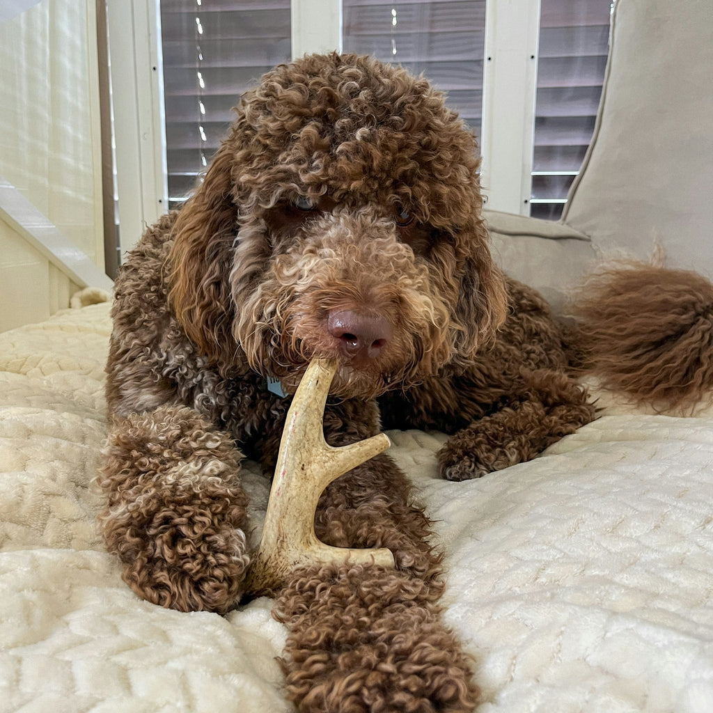 Organic Whole Deer Antler Chews for Large Dogs | Wild-Gathered USA | L & XL Sizes