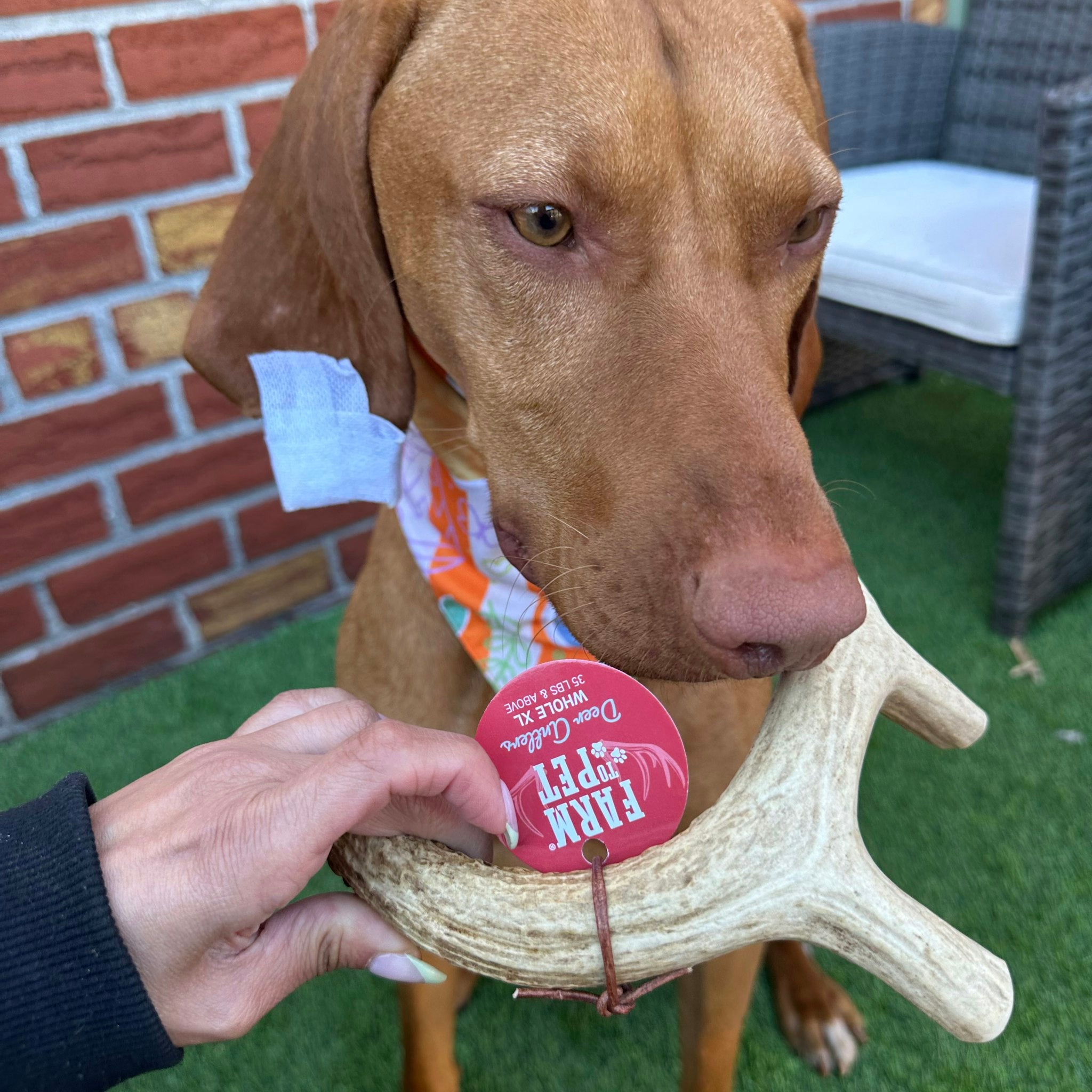 Organic Whole Deer Antler Chews for Large Dogs | Wild-Gathered USA | L & XL Sizes