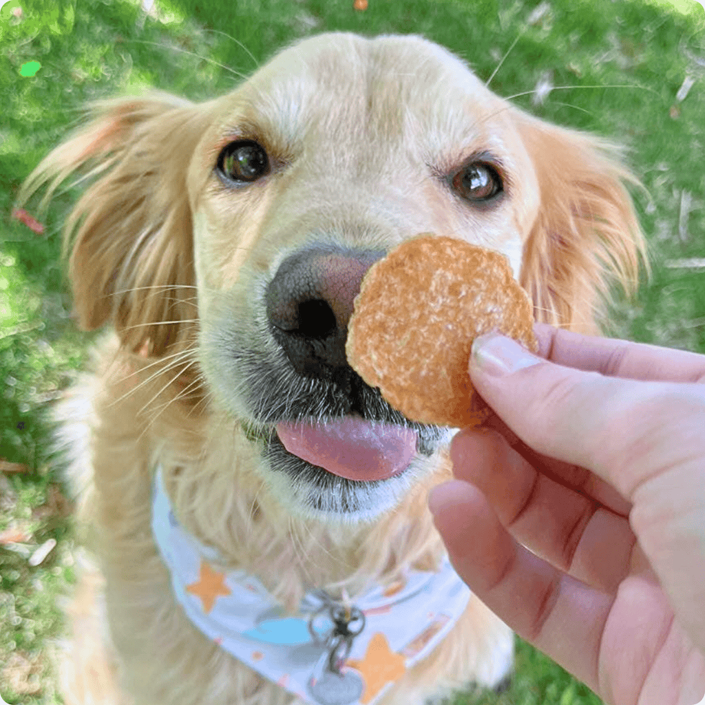 Farm to Pet Chicken Chips Dog Treats | Single Ingredient | Human-Grade | Made in USA