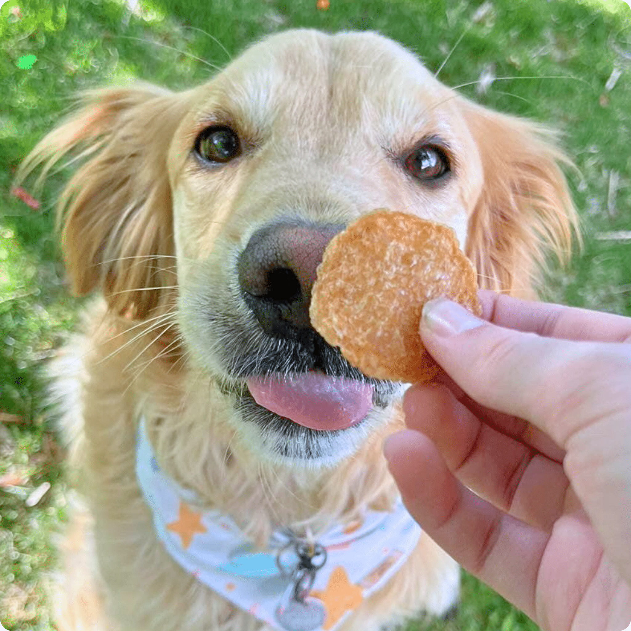 Farm to Pet Chicken Chips Dog Treats | Single Ingredient | Human-Grade | Made in USA