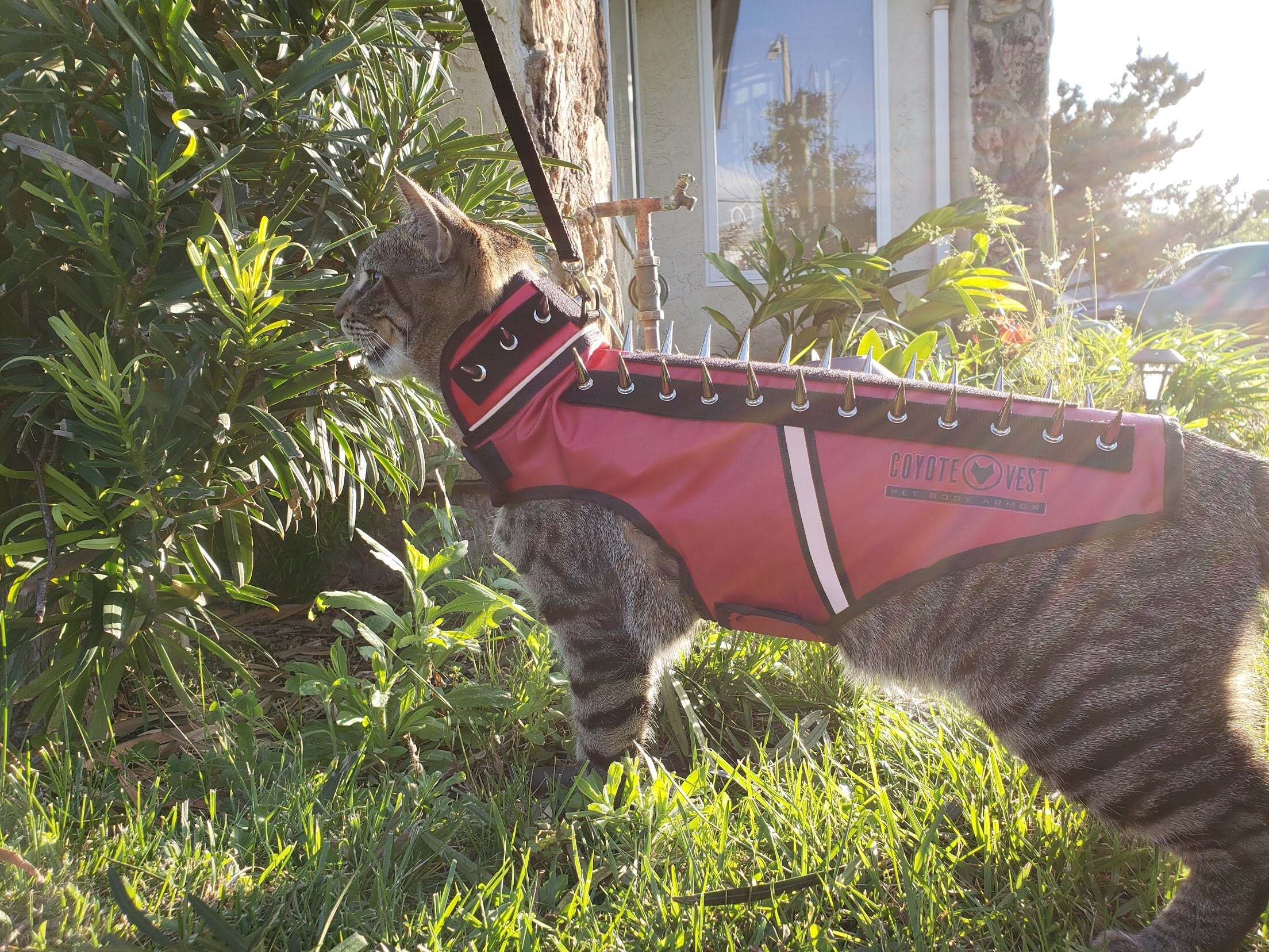 SpikeVest for Cats | Predator Protection Vest | Puncture-Resistant with Chrome Spikes | XS–M