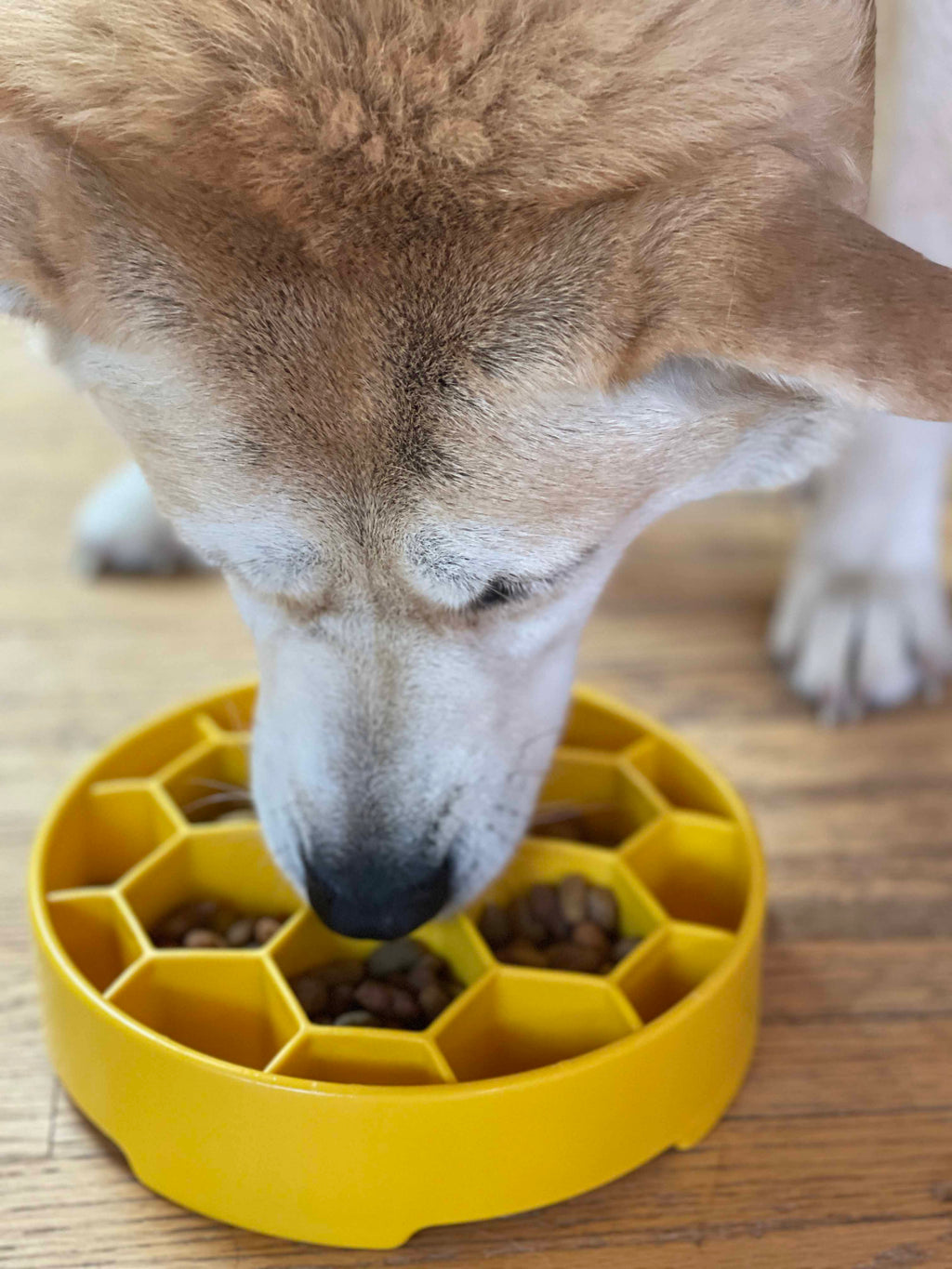 Turn mealtime into enrichment time. The Honeycomb eBowl slows eating by up to 10x, reduces anxiety, and engages foraging instincts. Vet-recommended, dishwasher safe, made in the USA.