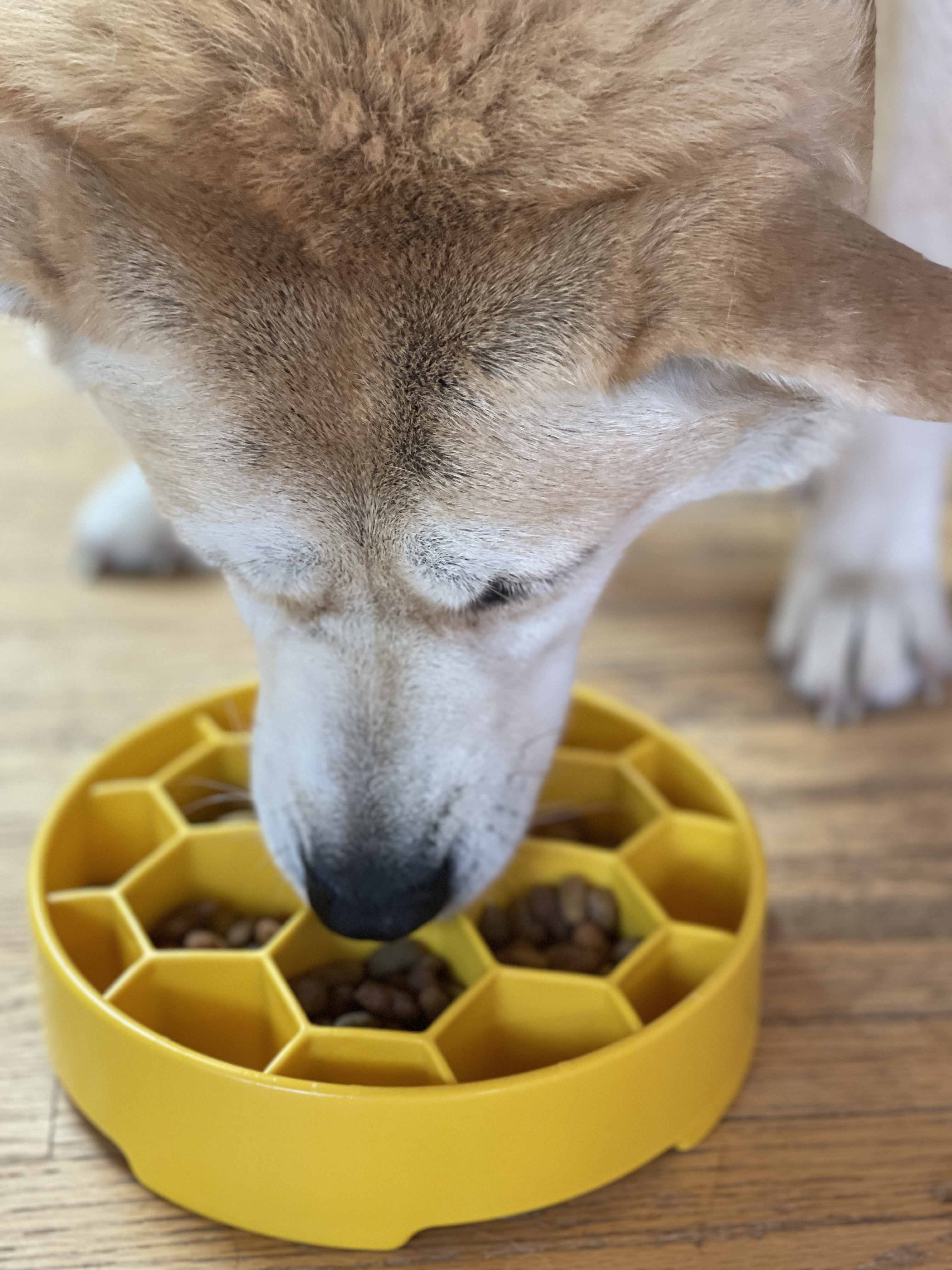 Turn mealtime into enrichment time. The Honeycomb eBowl slows eating by up to 10x, reduces anxiety, and engages foraging instincts. Vet-recommended, dishwasher safe, made in the USA.