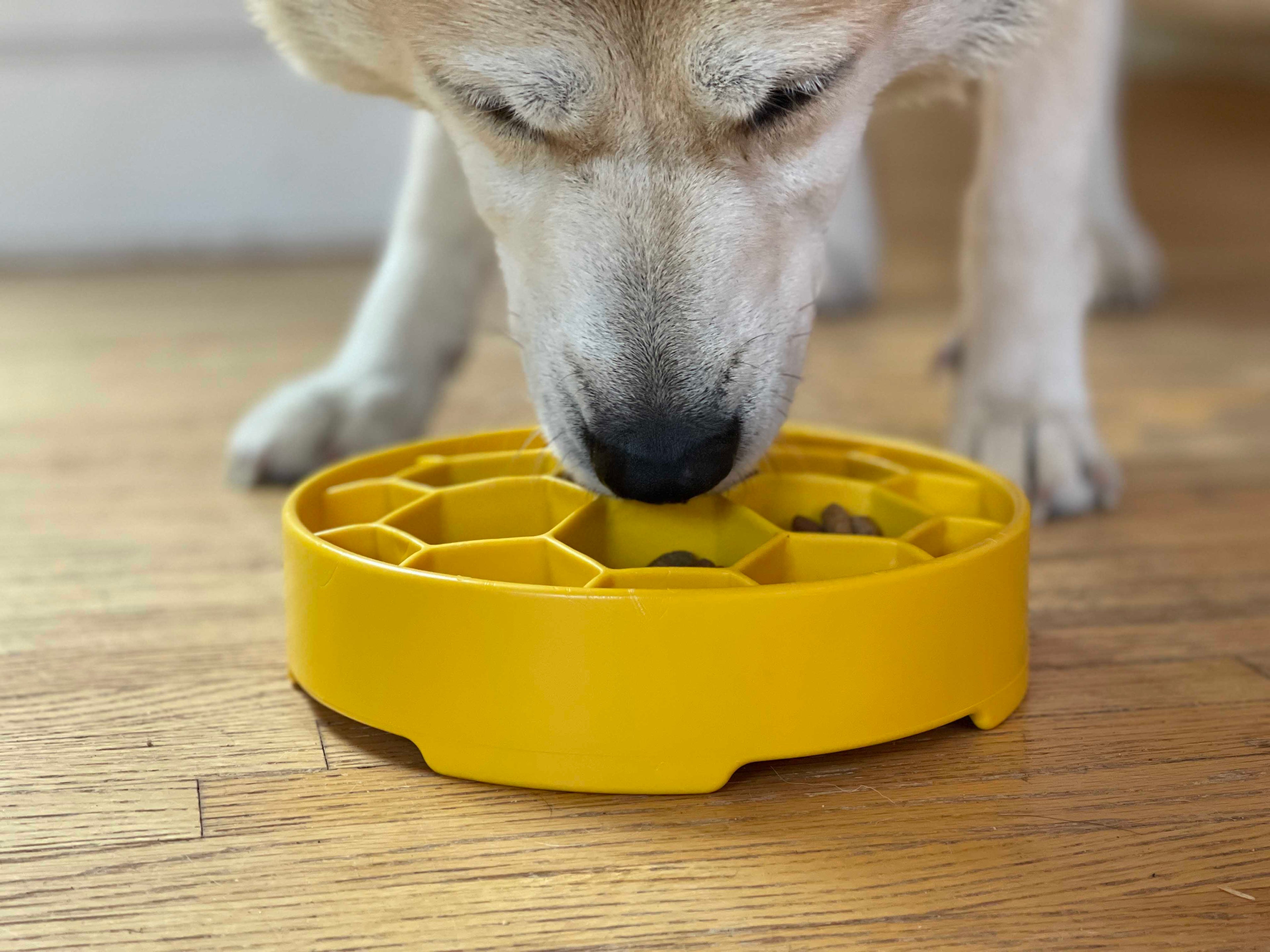 Turn mealtime into enrichment time. The Honeycomb eBowl slows eating by up to 10x, reduces anxiety, and engages foraging instincts. Vet-recommended, dishwasher safe, made in the USA.