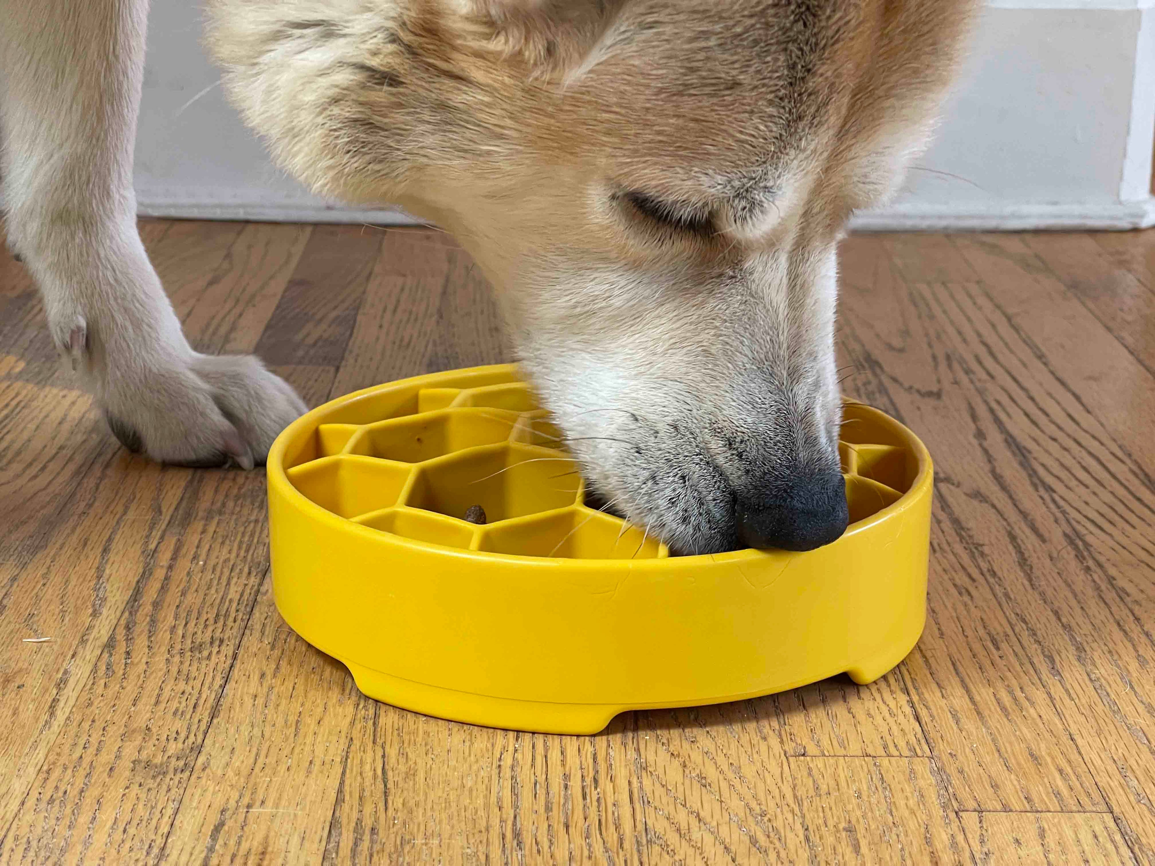 Turn mealtime into enrichment time. The Honeycomb eBowl slows eating by up to 10x, reduces anxiety, and engages foraging instincts. Vet-recommended, dishwasher safe, made in the USA.